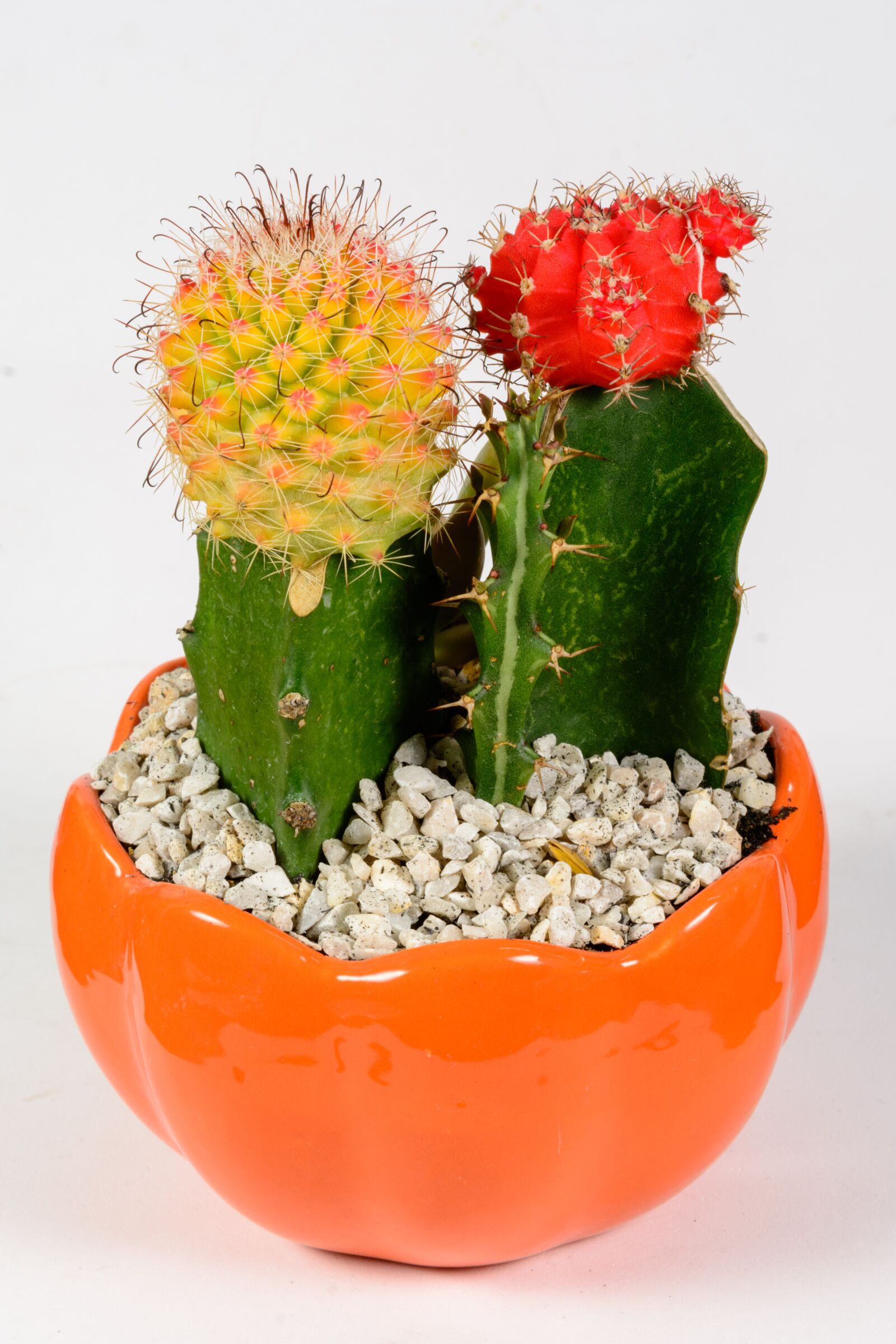 Nikon D7100 sample photo. Cactus, spine, flora photography