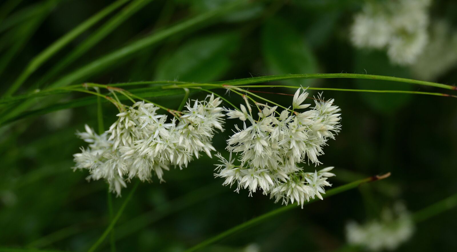 Panasonic Lumix DMC-FZ1000 sample photo. Luzula nivea, grass, garden photography