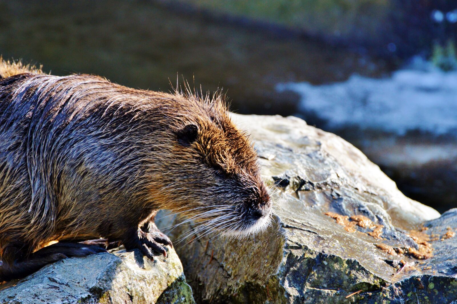 Nikon D3200 sample photo. Nutria, rodent, water rat photography