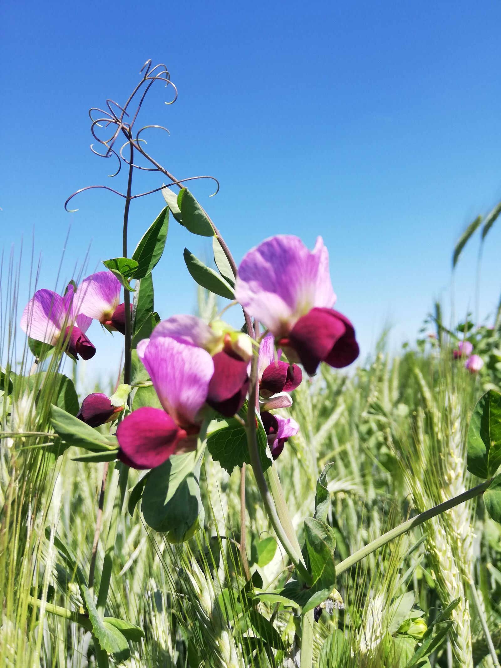 HUAWEI P20 lite sample photo. Blue sky, flower, flowers photography