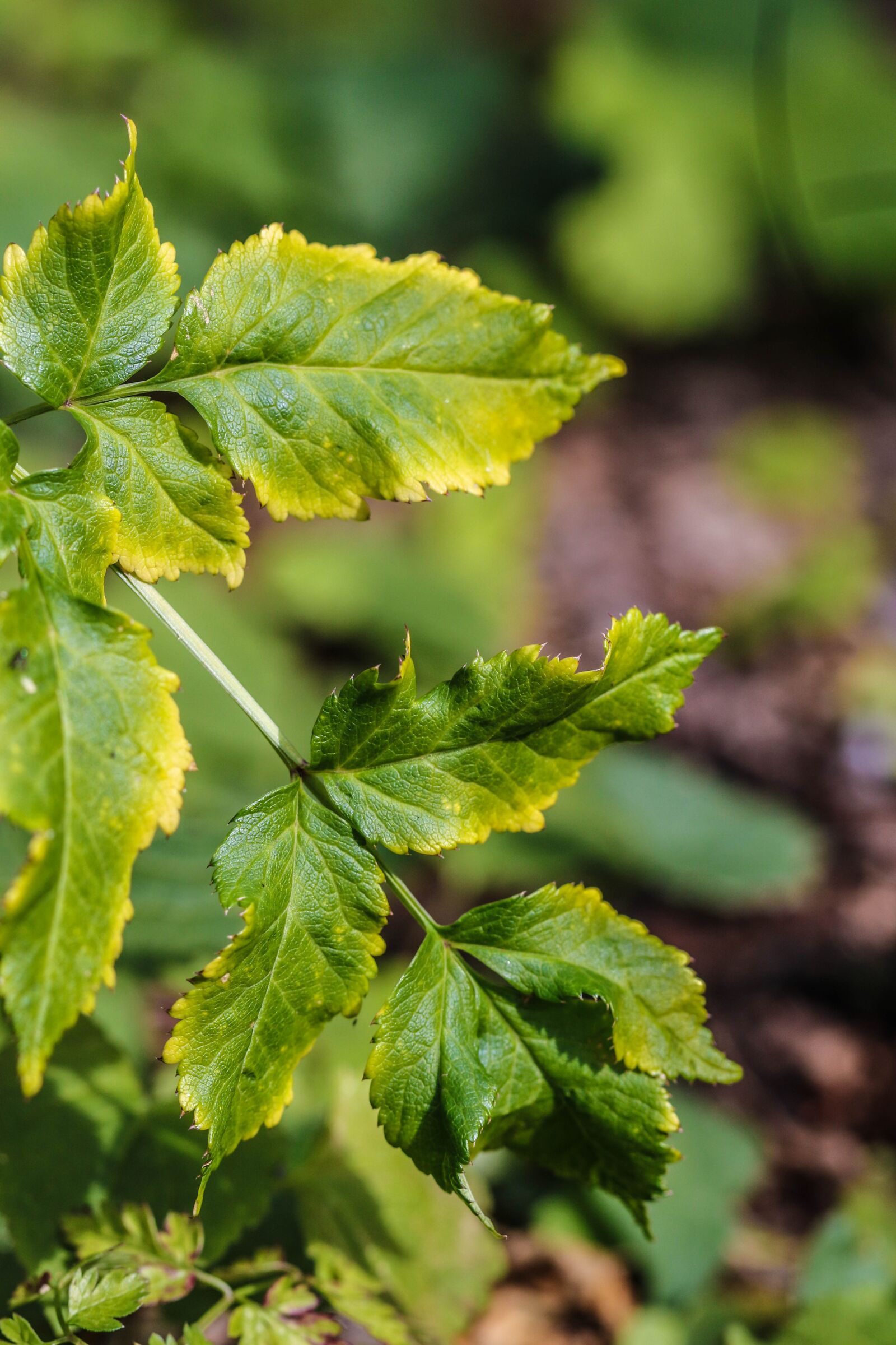 Canon EOS 7D Mark II sample photo. Plant, leaves, green photography