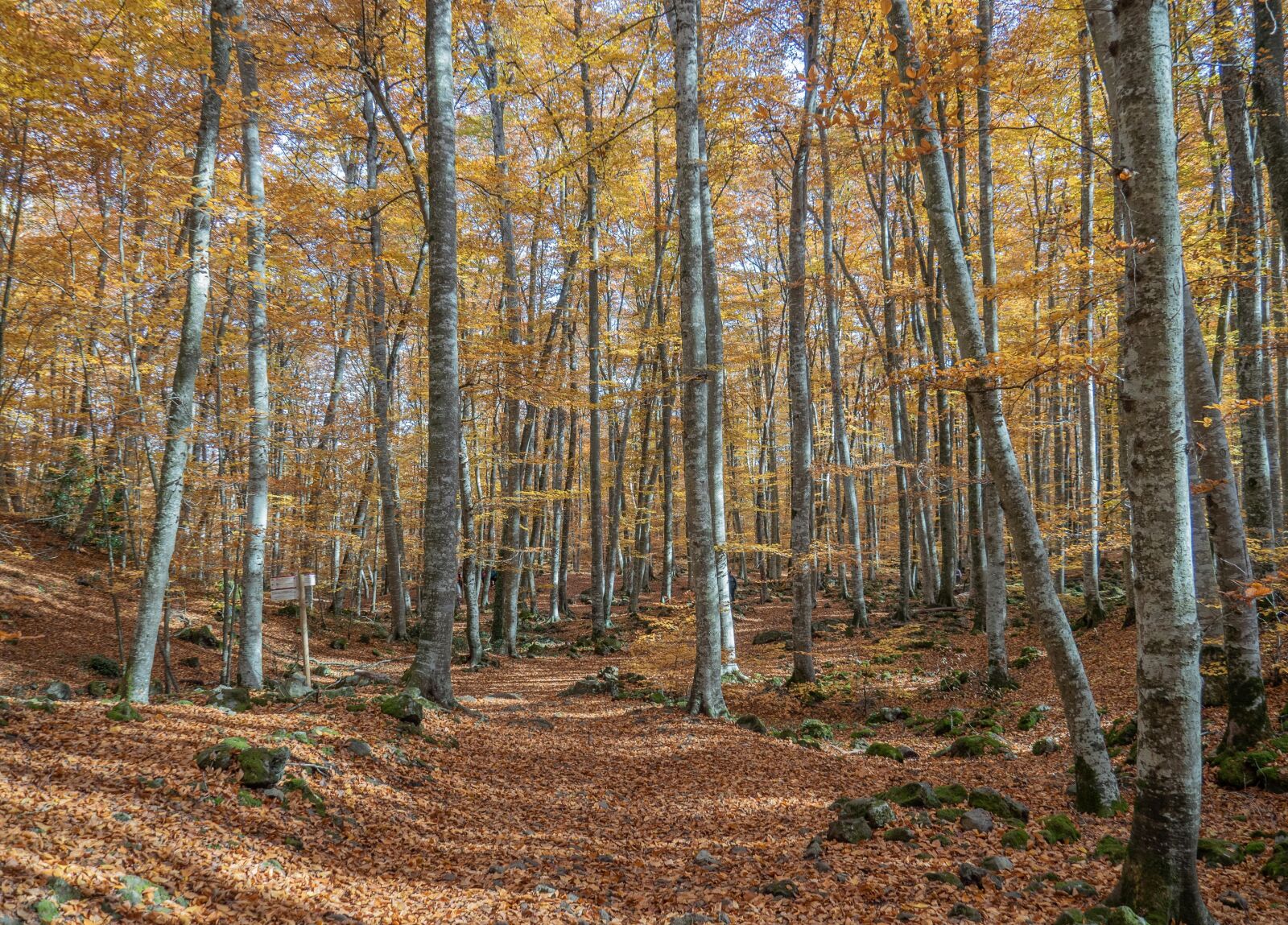 Olympus OM-D E-M5 II sample photo. Nature, trees, landscape photography