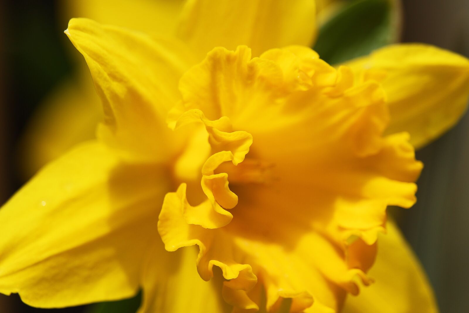 Canon EF-S 55-250mm F4-5.6 IS STM sample photo. Osterglocken, spring, yellow photography