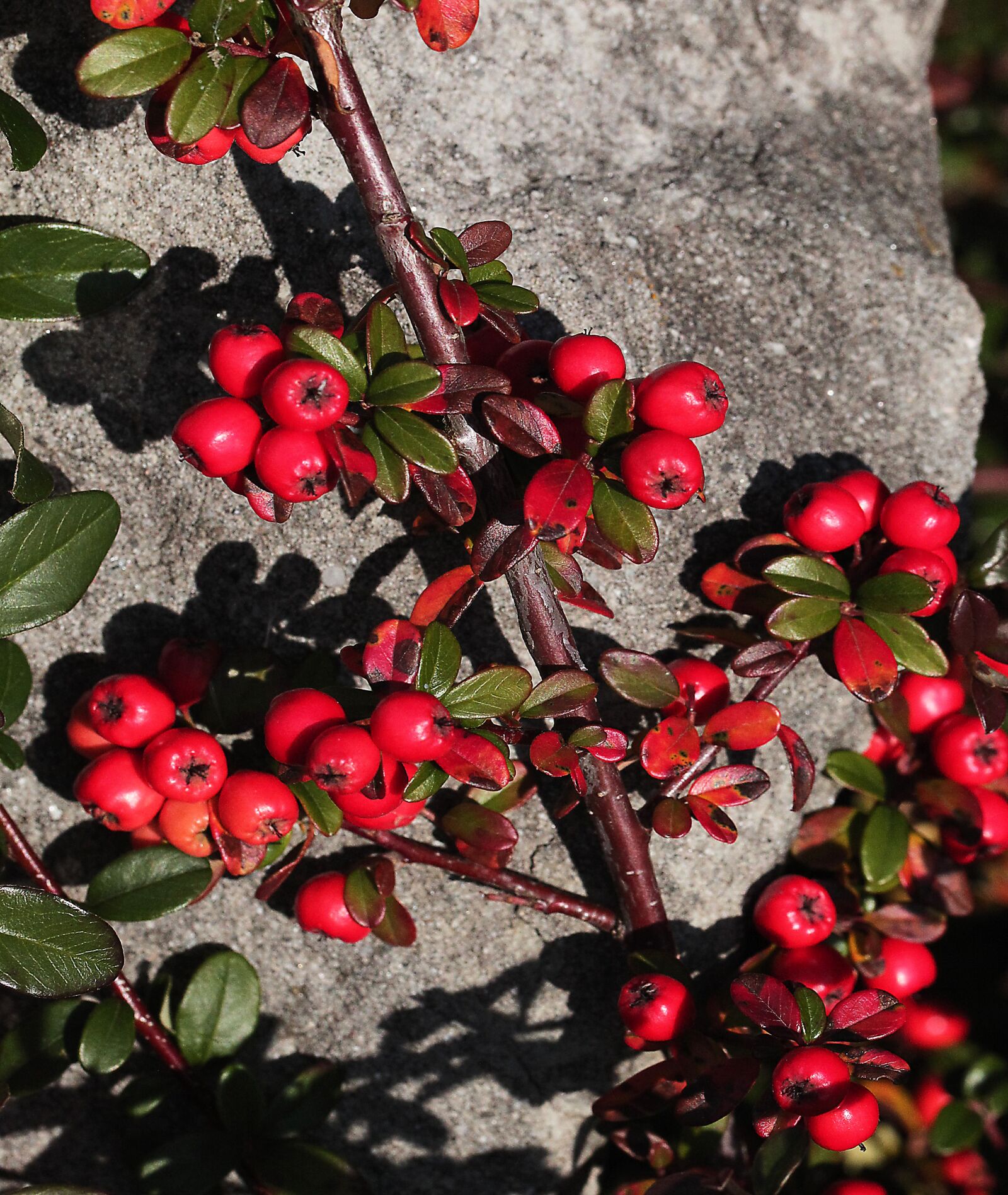 Canon EOS 5D Mark II sample photo. Cotoneaster, cotoneaster crown, shrubs photography