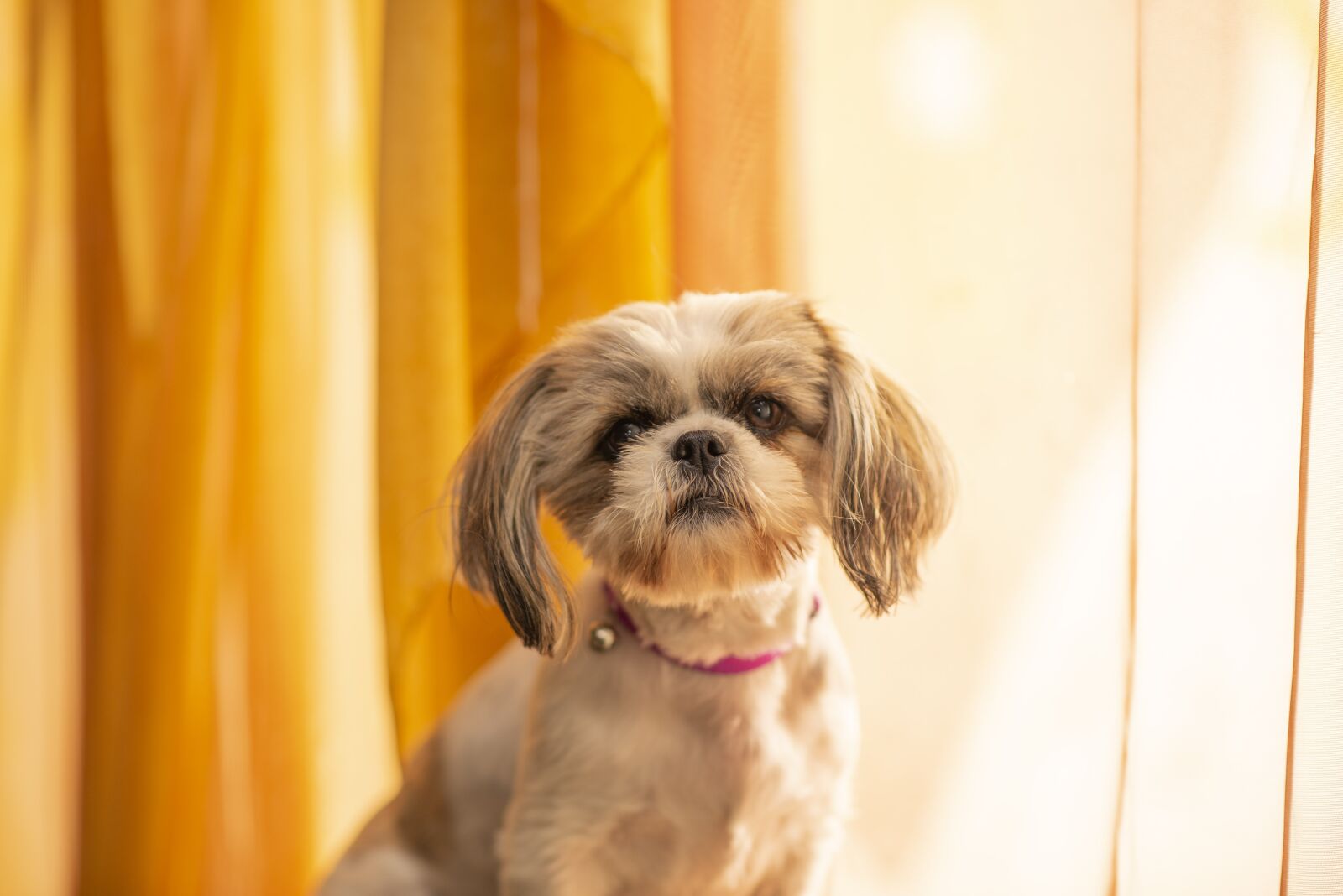 Nikon D600 sample photo. Dog, jitzu, pet photography