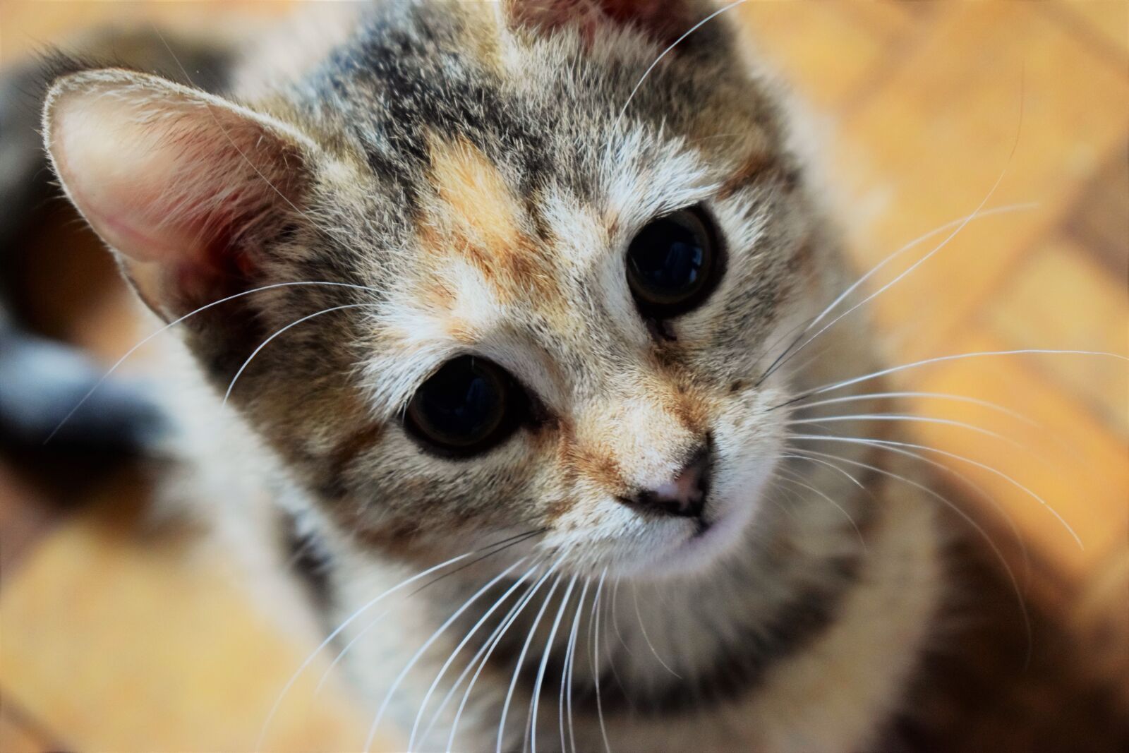 Nikon D5300 sample photo. Great, eyes, cat photography