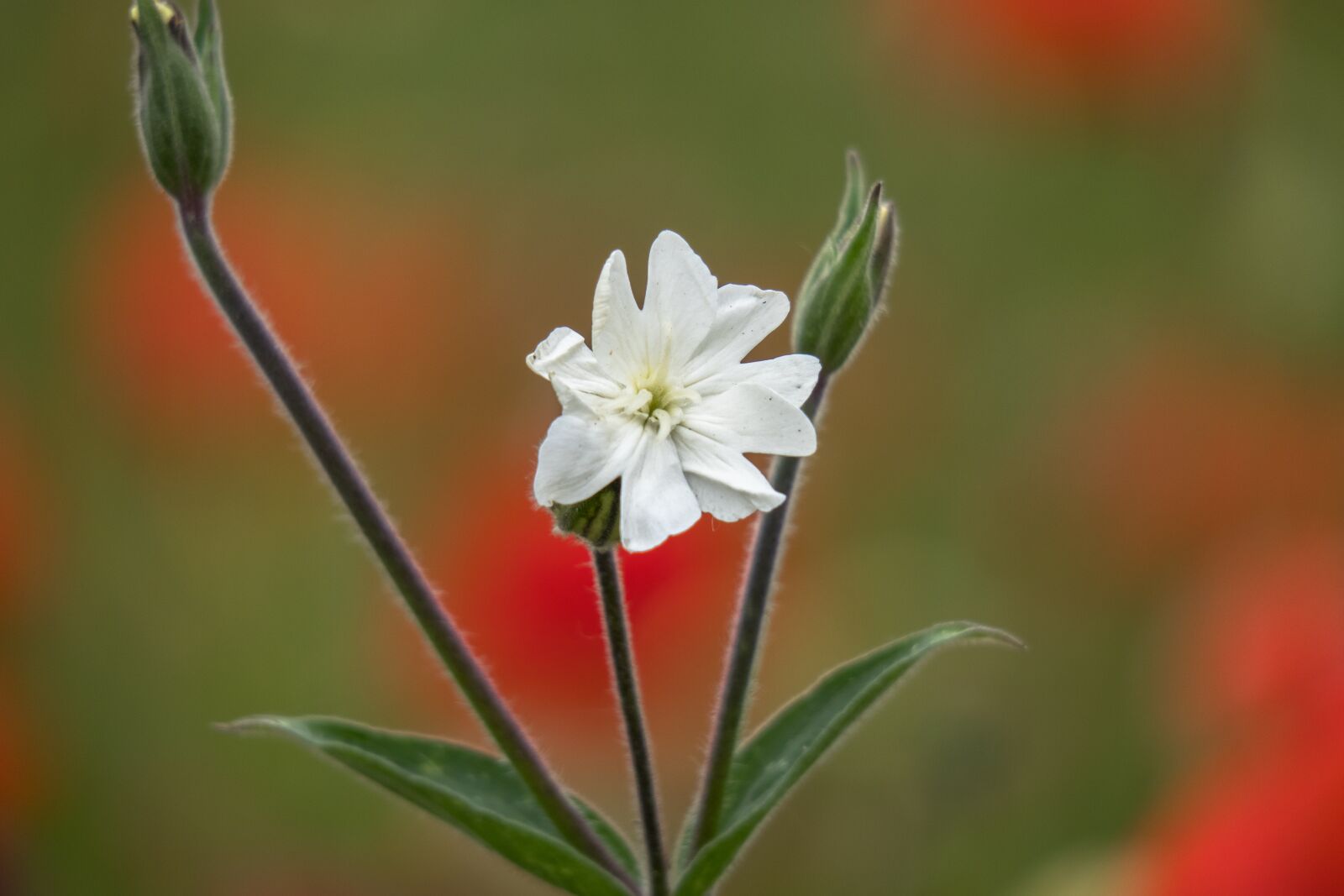 Canon PowerShot G3 X sample photo. Campion, melandrium, white lichtnelke photography
