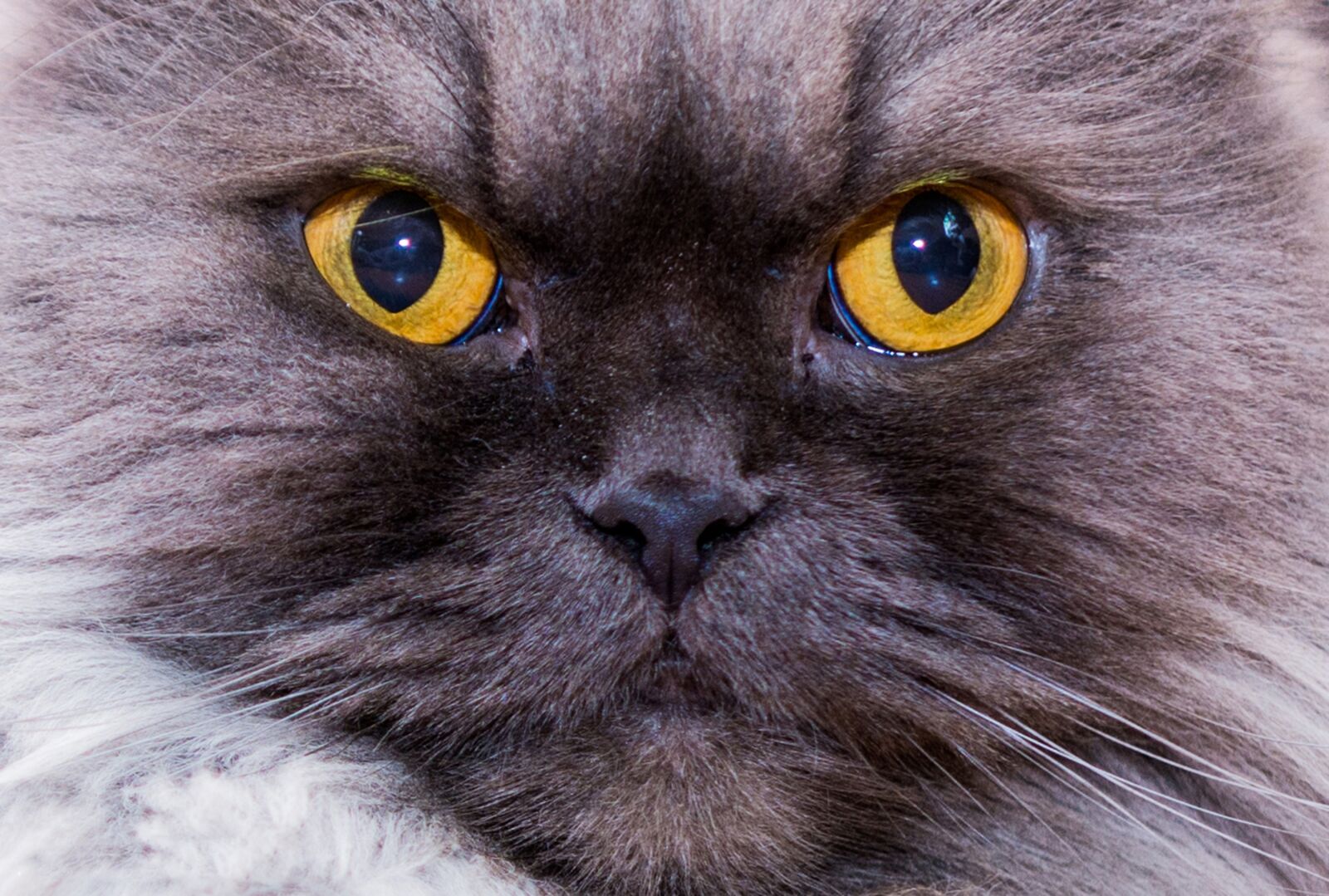 Nikon D7100 sample photo. Cat, kitten, meows photography
