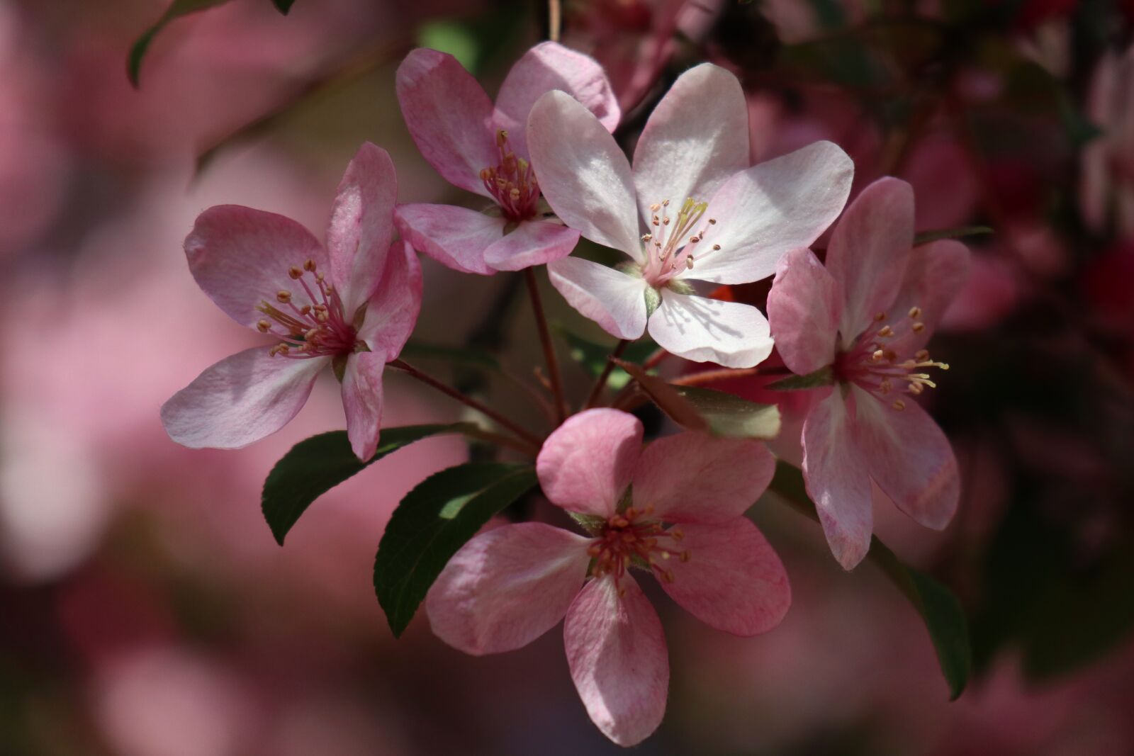 Canon EOS M6 sample photo. Apple, paradise, blossoming photography