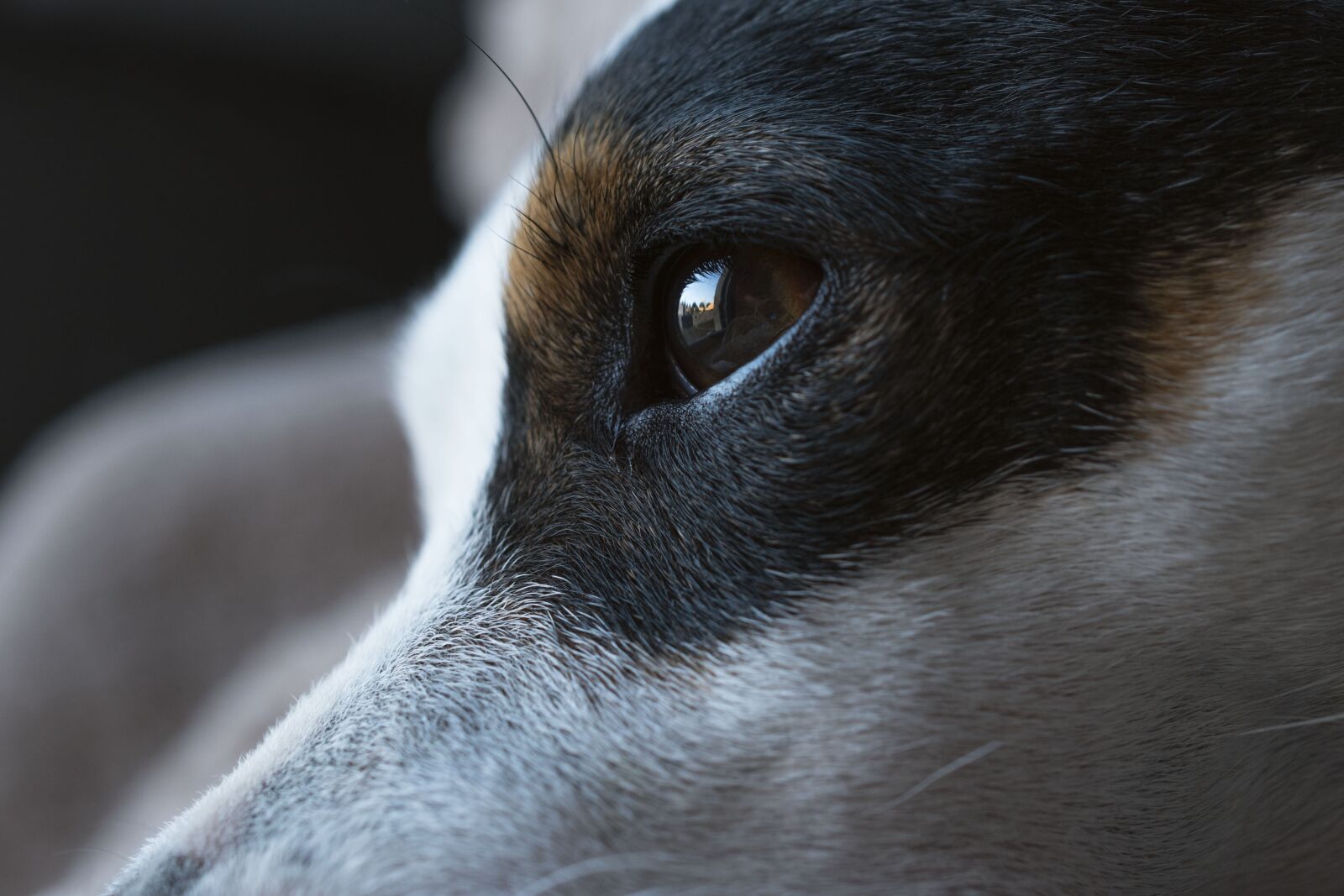 Nikon D5600 sample photo. Dog, jack russel, cute photography