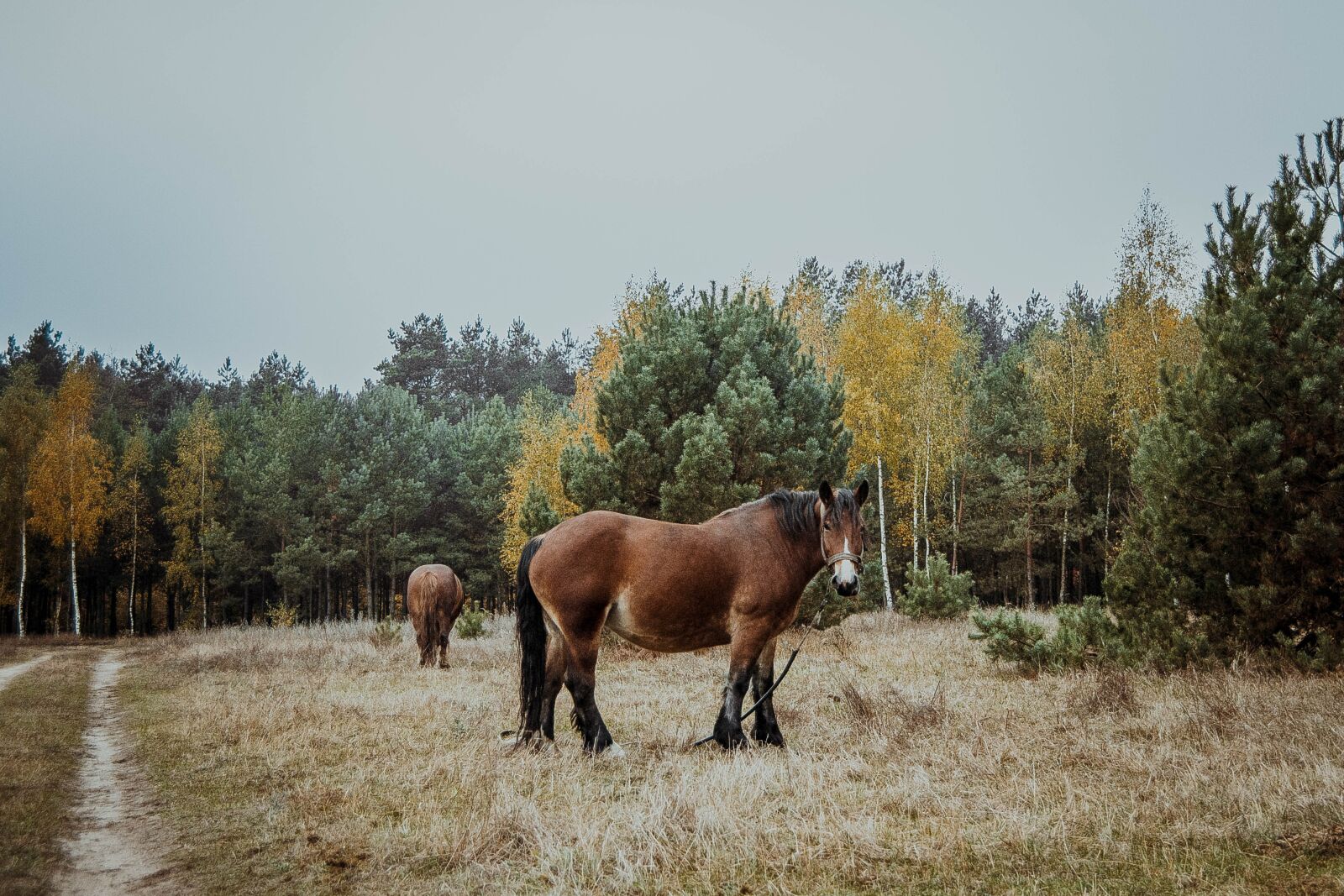 Canon EF 24-85mm F3.5-4.5 USM sample photo. The horse, horses, animals photography