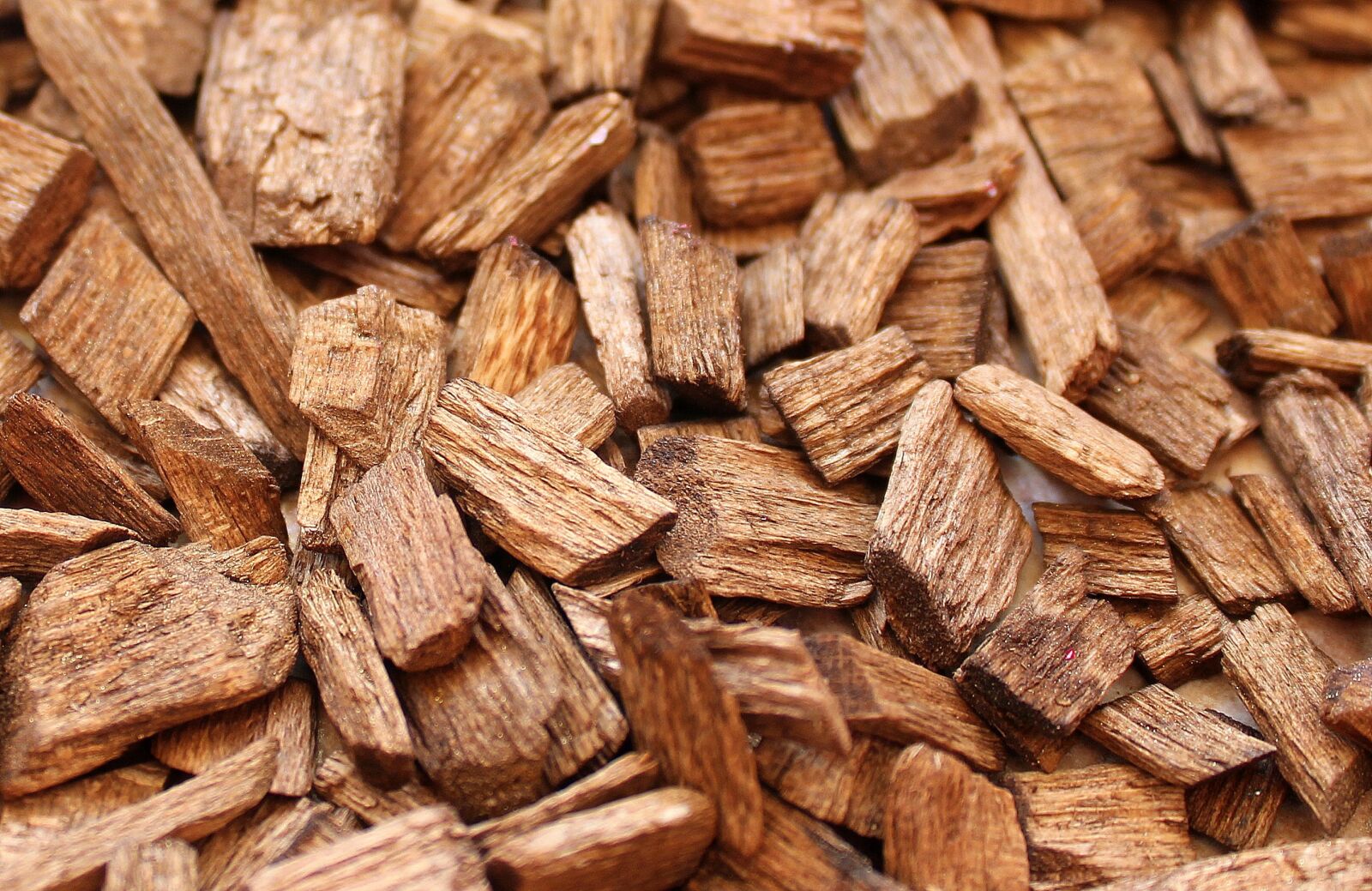 Canon EOS 1200D (EOS Rebel T5 / EOS Kiss X70 / EOS Hi) sample photo. Wood, cora garden, substrate photography