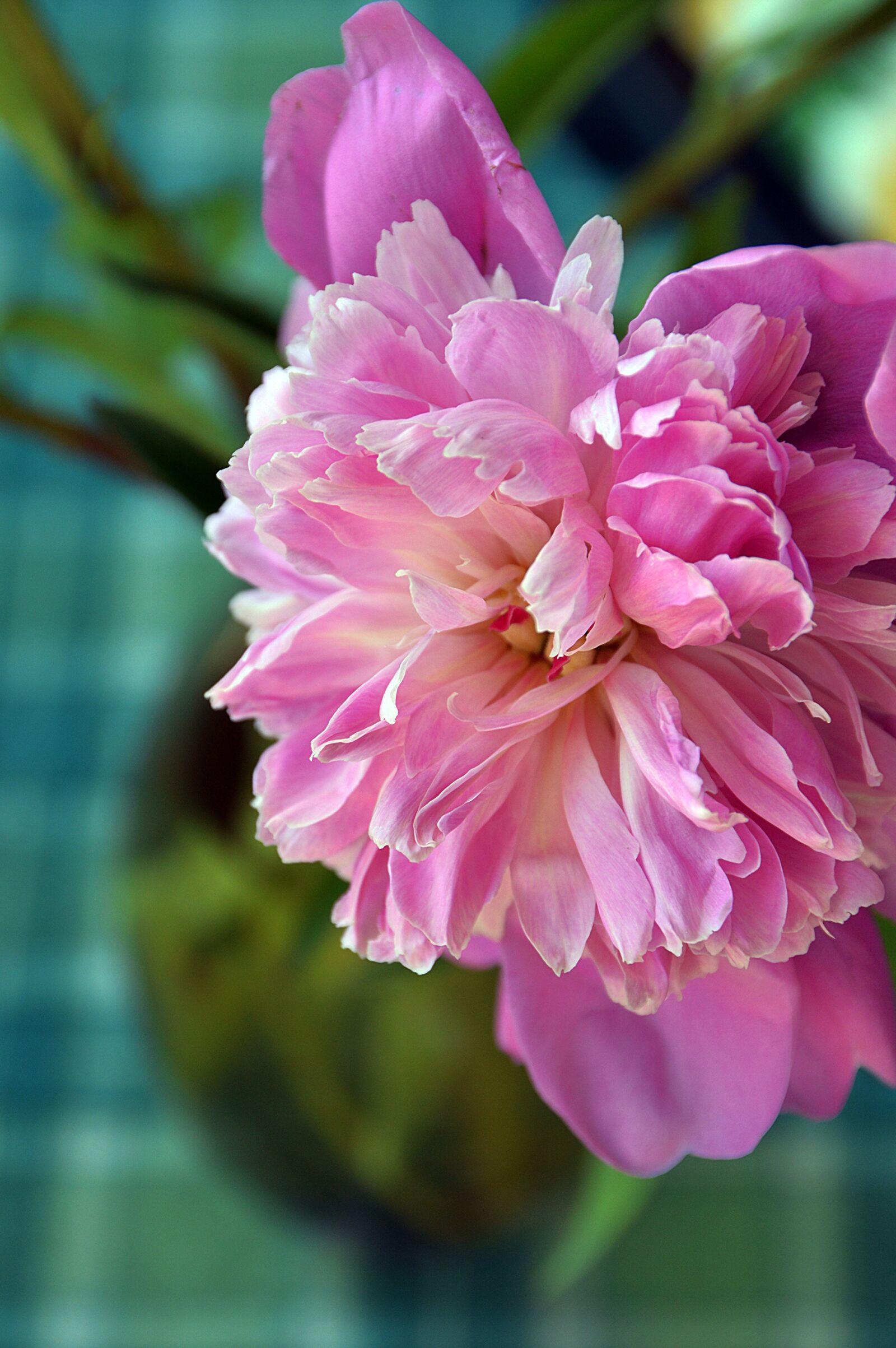 Nikon D3200 sample photo. Rose, pink, flower photography