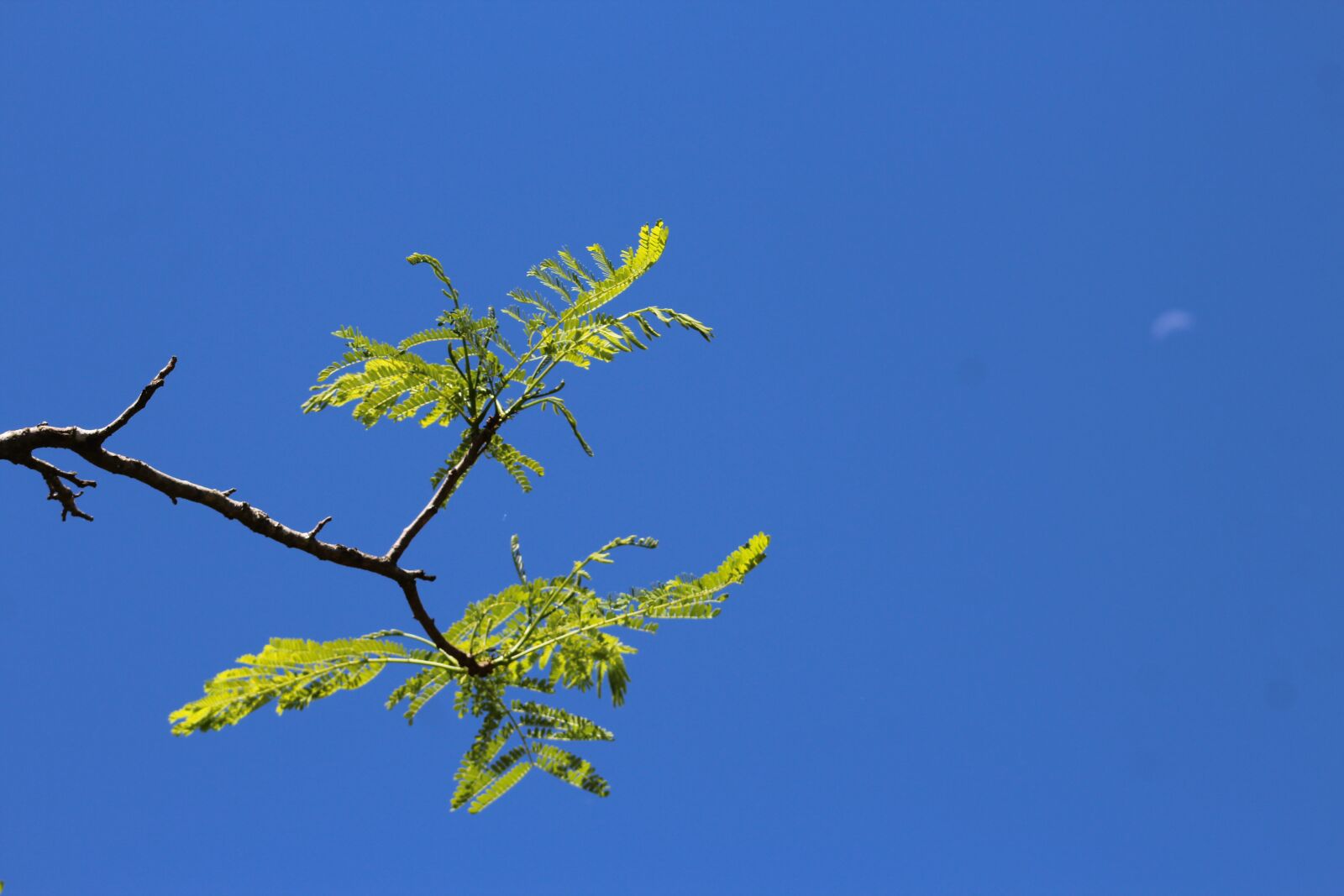 Canon EOS 1200D (EOS Rebel T5 / EOS Kiss X70 / EOS Hi) + EF75-300mm f/4-5.6 sample photo. Blue, azul, céu photography