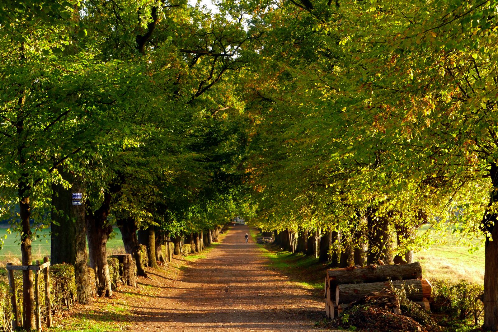 Panasonic Lumix DMC-FZ1000 sample photo. Avenue, autumn, forest photography