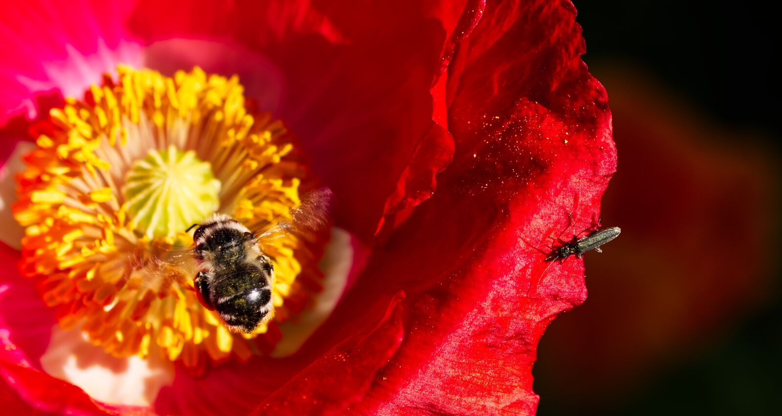 Nikon D5500 sample photo. Poppy, flower, summer photography