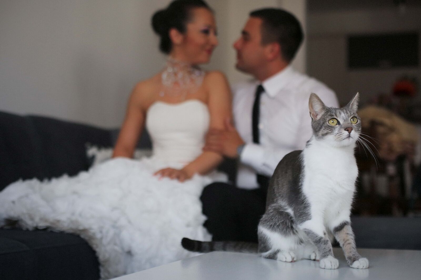Canon EF 50mm F1.4 USM sample photo. Kitty, sitting, living room photography