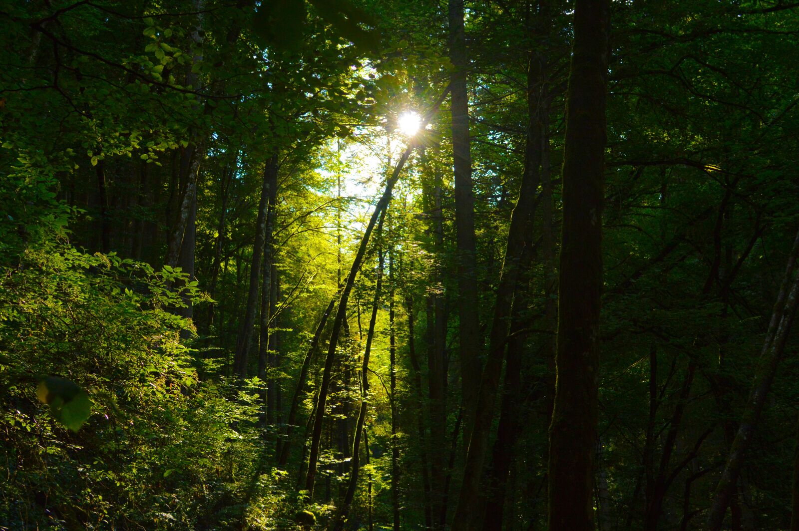 Nikon D3200 sample photo. Forest, sun, light photography