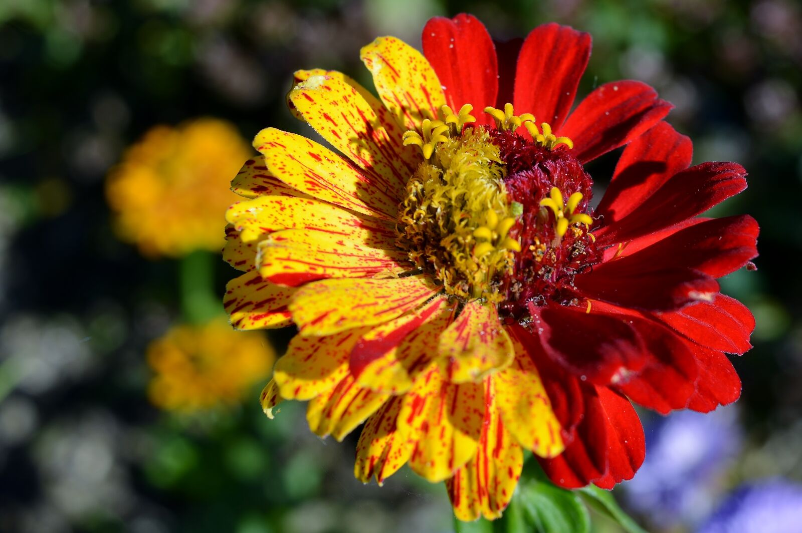 Nikon D5200 sample photo. Flower, nature, plant photography