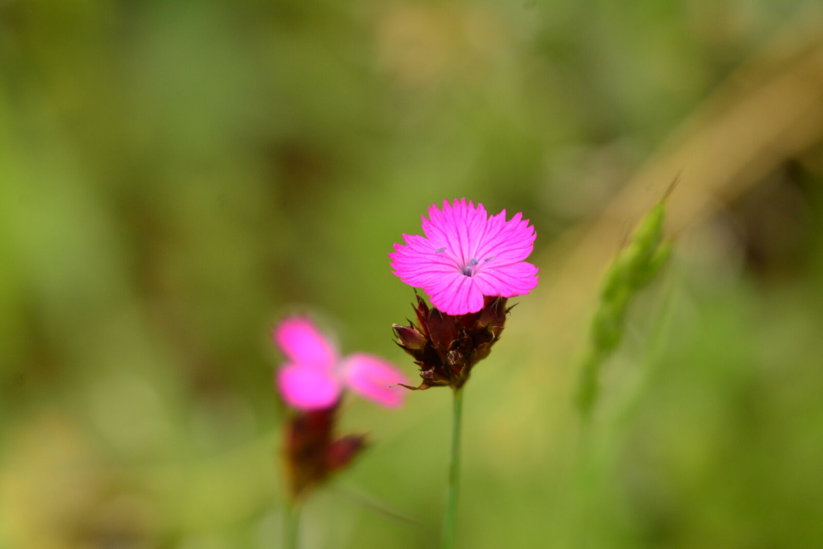 Nikon D7100 sample photo