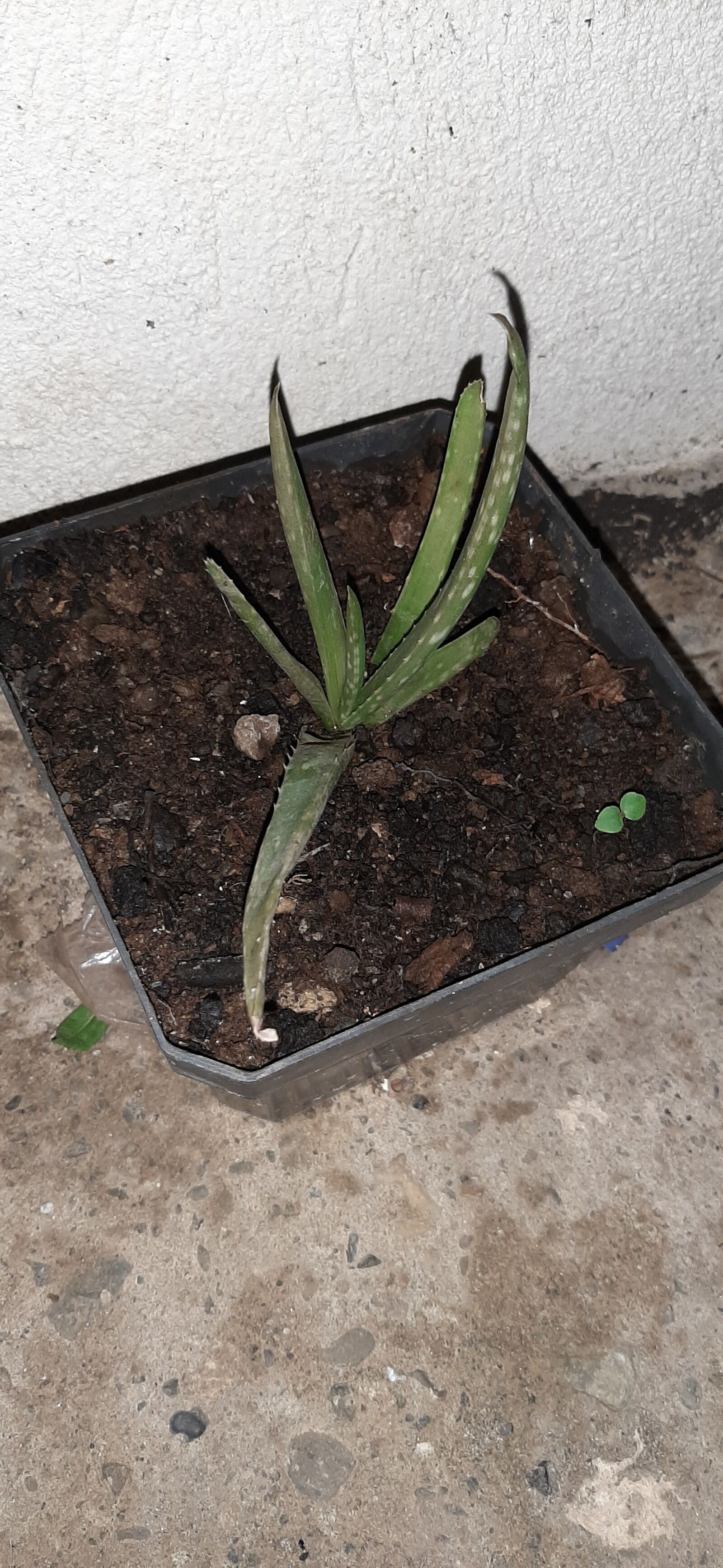 Samsung Galaxy A50 sample photo. Plantas, flora, flores photography