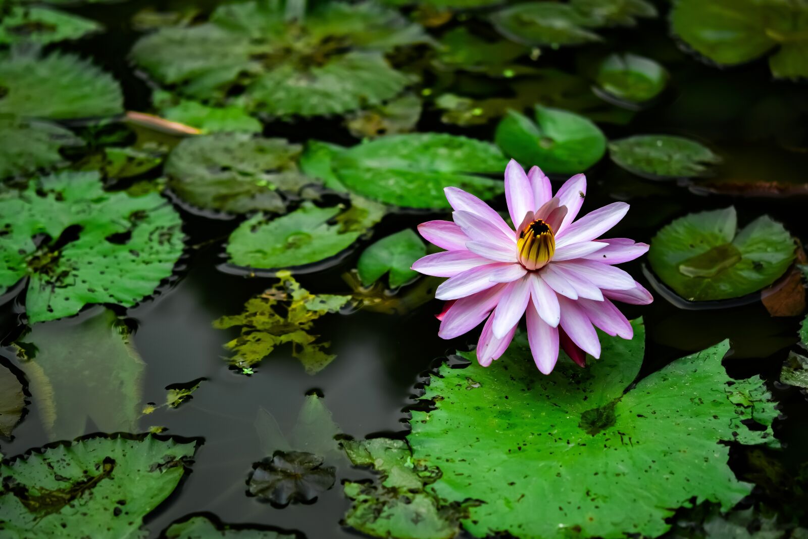Nikon D3300 sample photo. Status lilies, my gun photography
