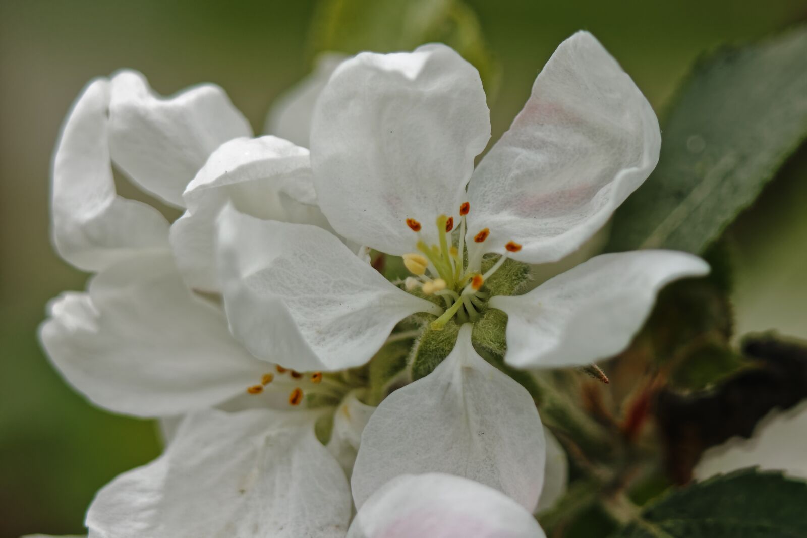 Canon EOS 500D (EOS Rebel T1i / EOS Kiss X3) sample photo. Macro, flowers, bloom photography