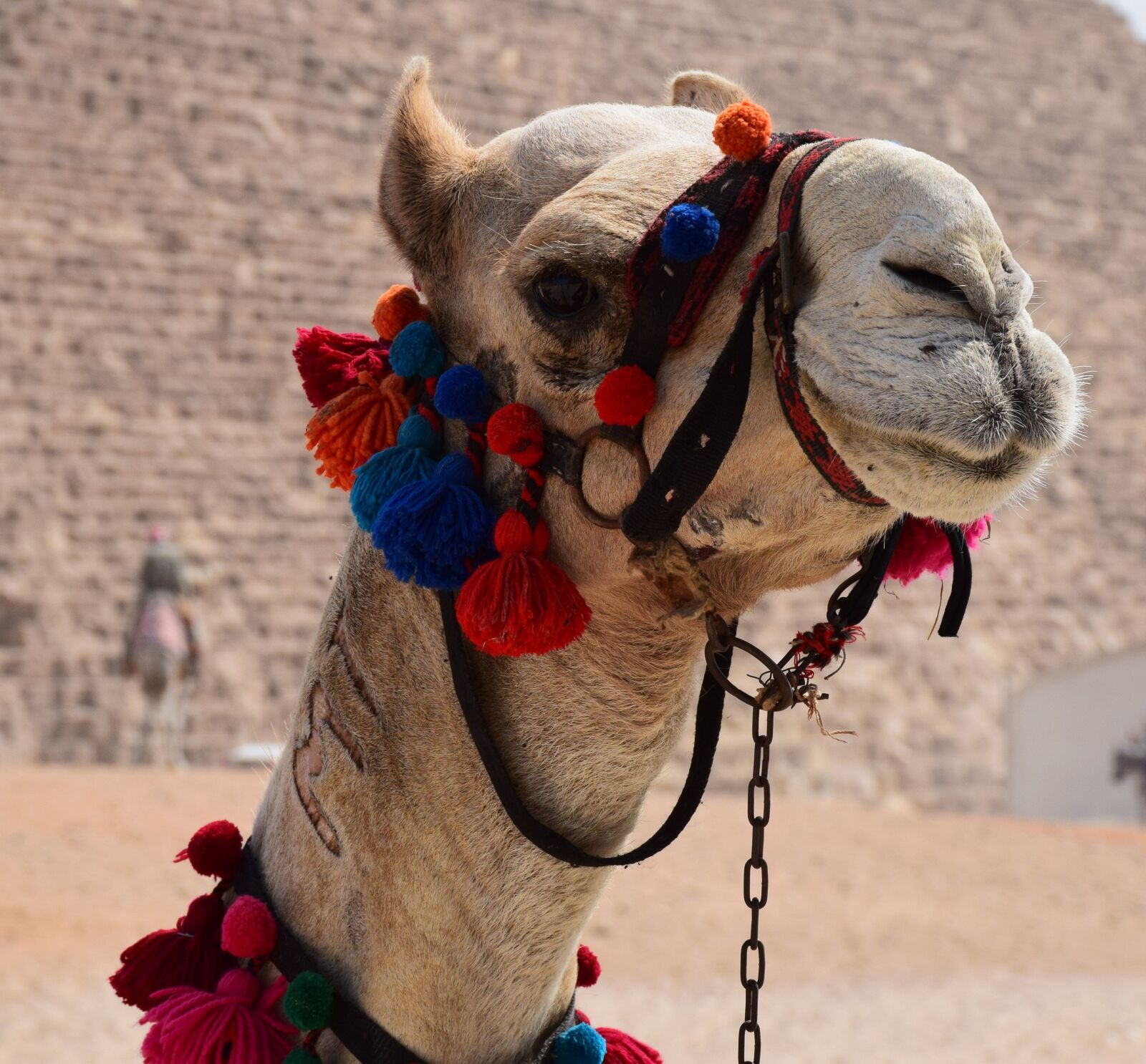 Nikon D5300 sample photo. Camel, mount, decorated photography