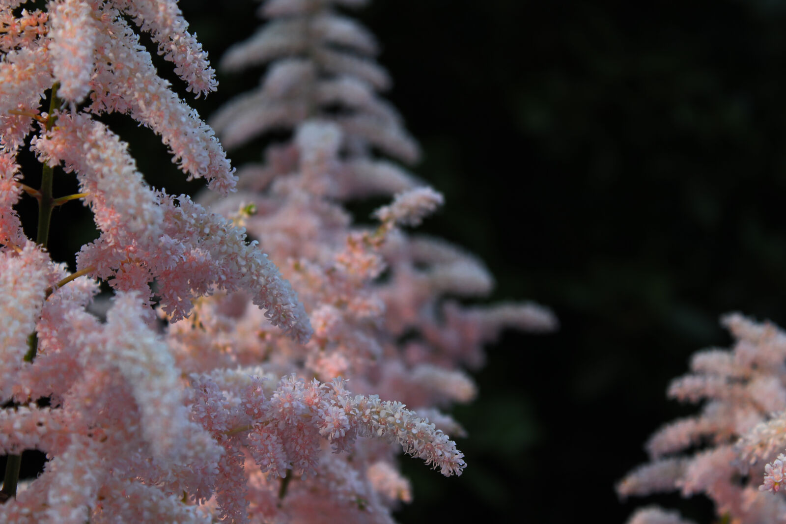 Canon EOS 1100D (EOS Rebel T3 / EOS Kiss X50) sample photo. Nature, pink, plant photography