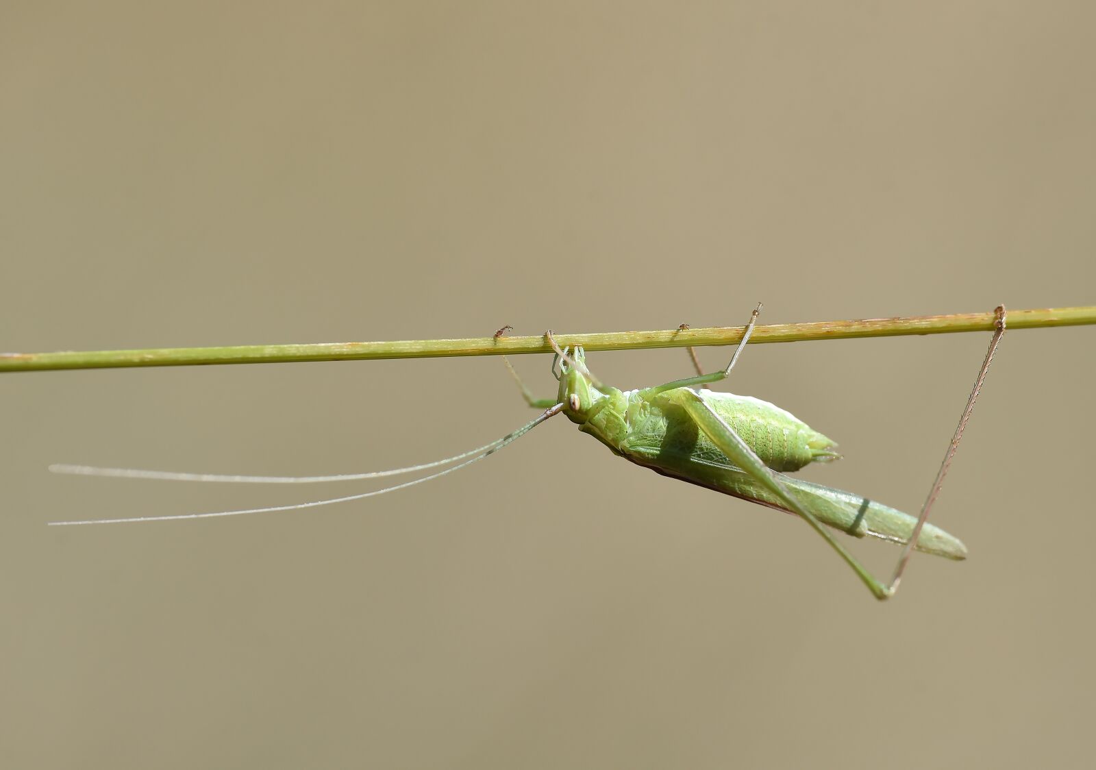 Nikon D750 sample photo. Macro, çekirge, doğa photography