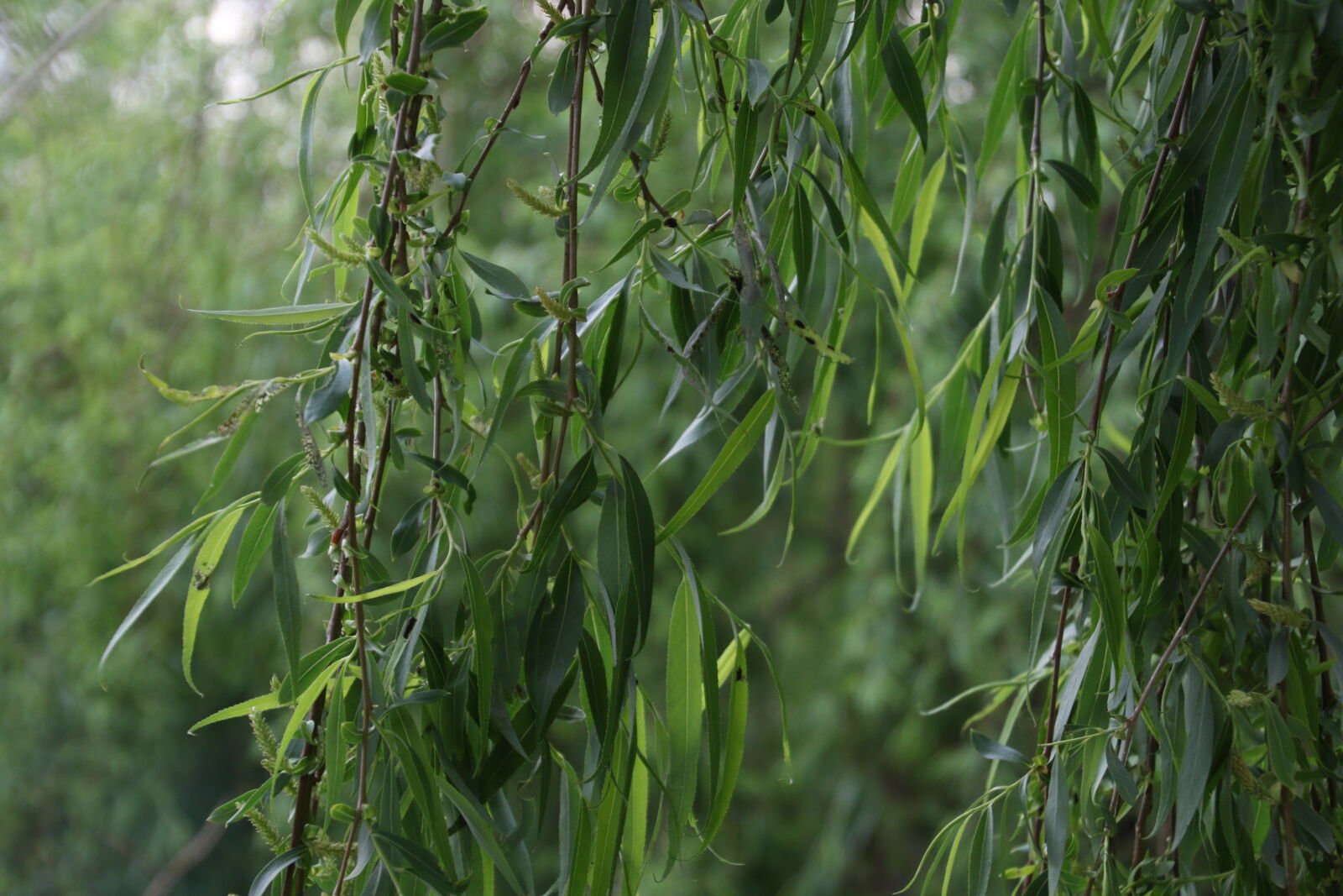Canon EOS 7D Mark II sample photo. Garden, green, hang, leaves photography