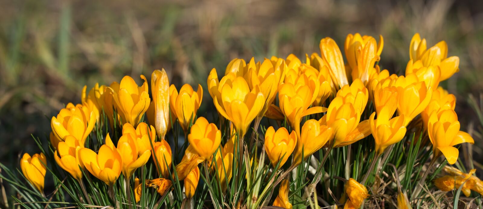 Nikon D800 sample photo. Crocus, flowers, yellow photography