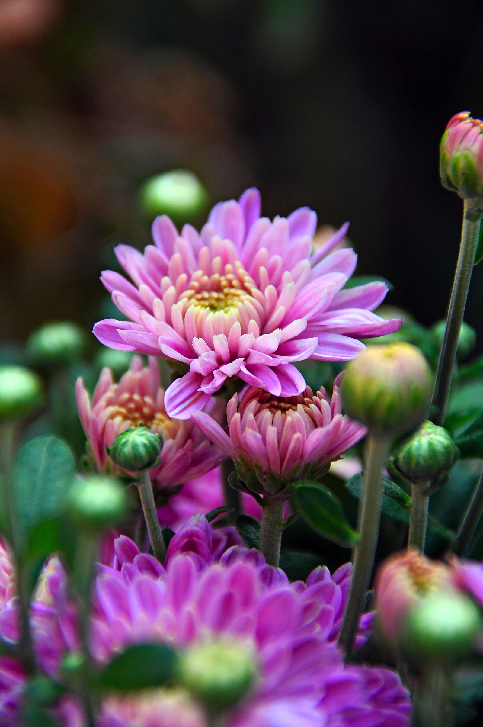 Nikon D3200 sample photo. Autumn, fall flowers, chrysanthemum photography