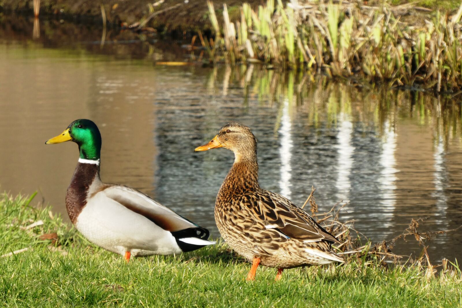 Panasonic Lumix DC-ZS70 (Lumix DC-TZ90) sample photo. Ducks, pair, totter photography