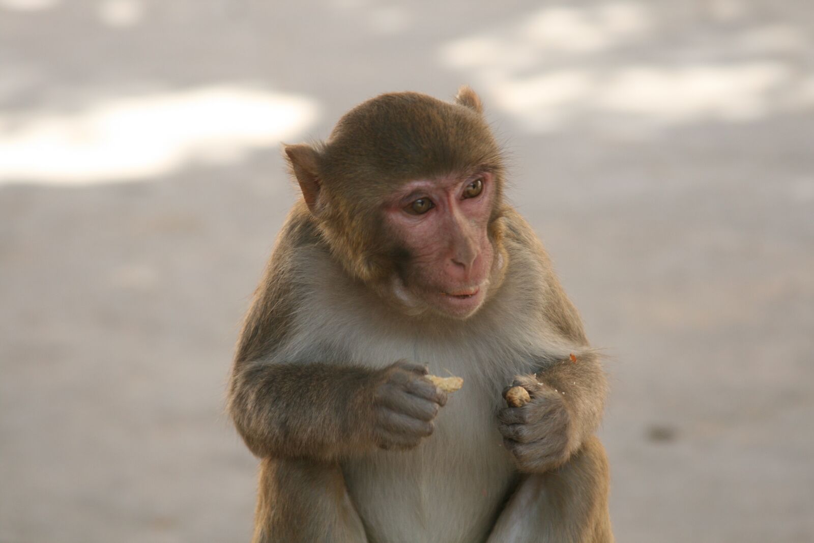 Canon EOS 400D (EOS Digital Rebel XTi / EOS Kiss Digital X) sample photo. Monkey, eating monkey, long photography