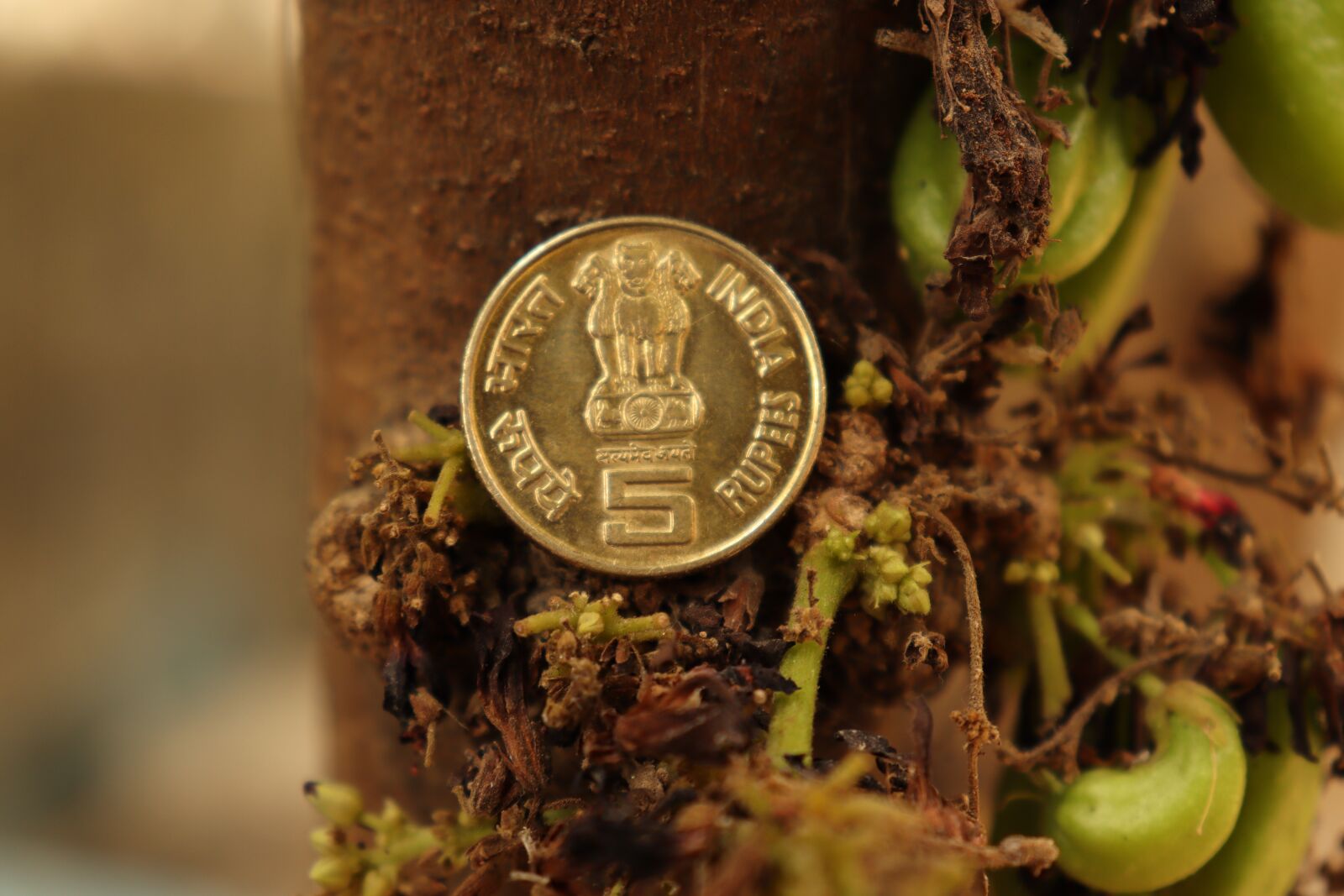 Canon EOS 250D (EOS Rebel SL3 / EOS Kiss X10 / EOS 200D II) sample photo. India, money, coin photography