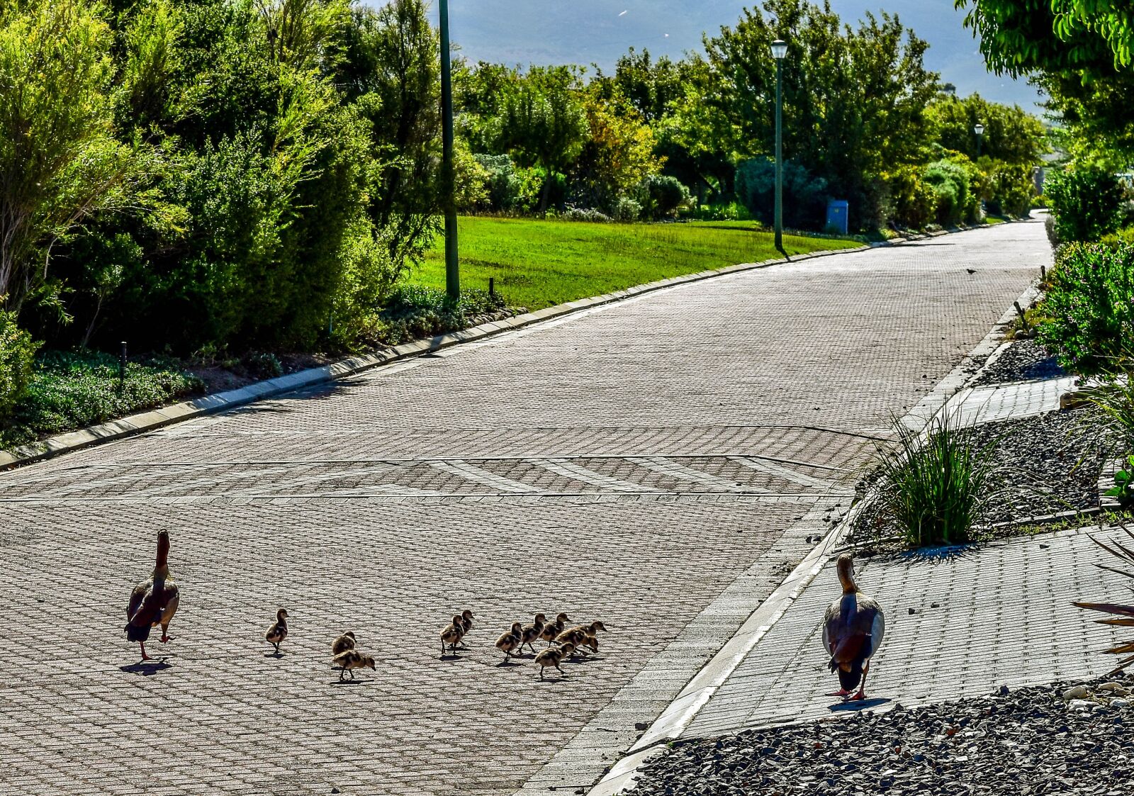 Nikon D5500 sample photo. Egyptian goose, goslings, family photography