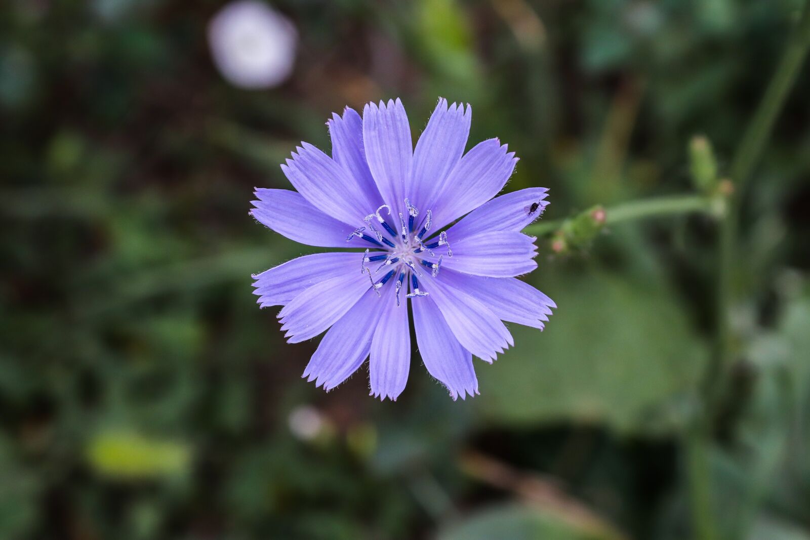 Canon EOS 200D (EOS Rebel SL2 / EOS Kiss X9) sample photo. Purple nature, purple flower photography