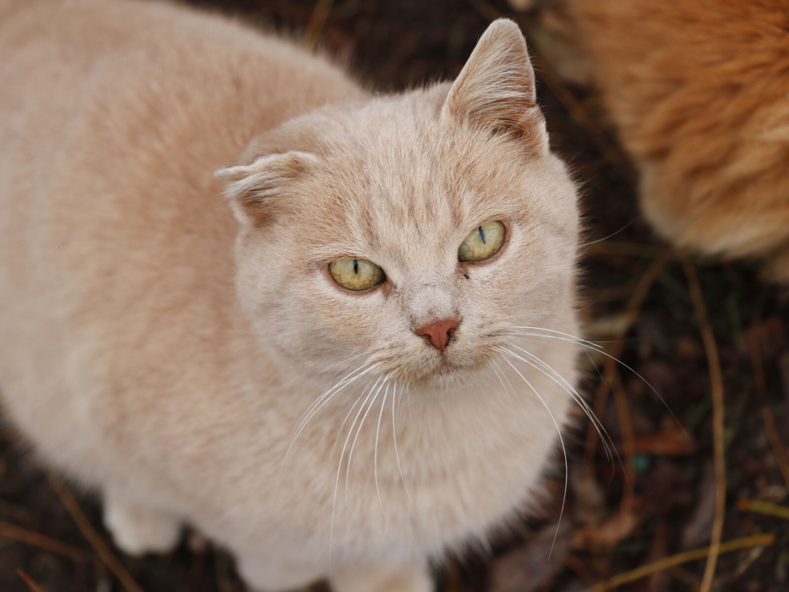 Canon EOS 80D sample photo