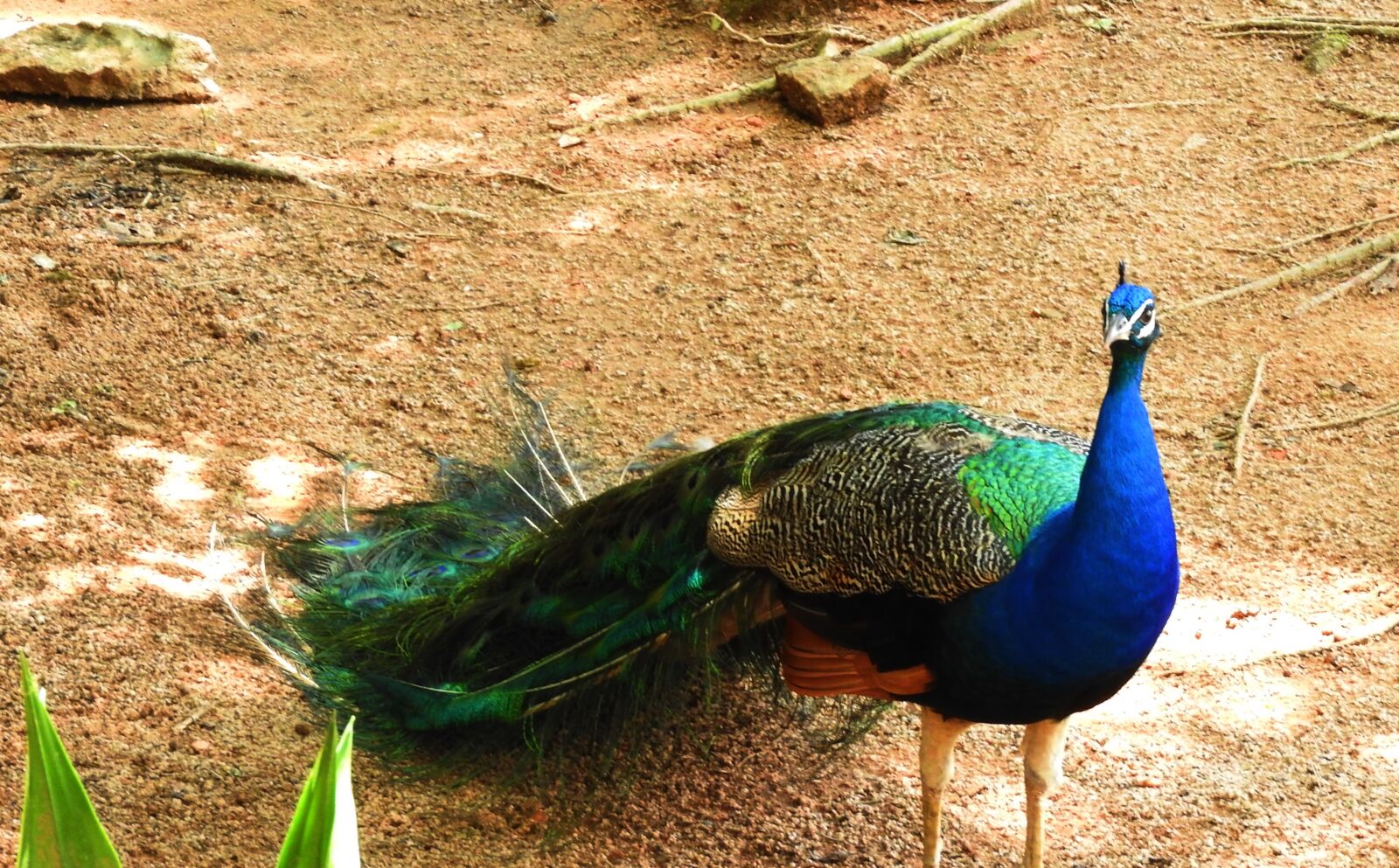 Nikon Coolpix P610 sample photo. Peacock, bird, p photography