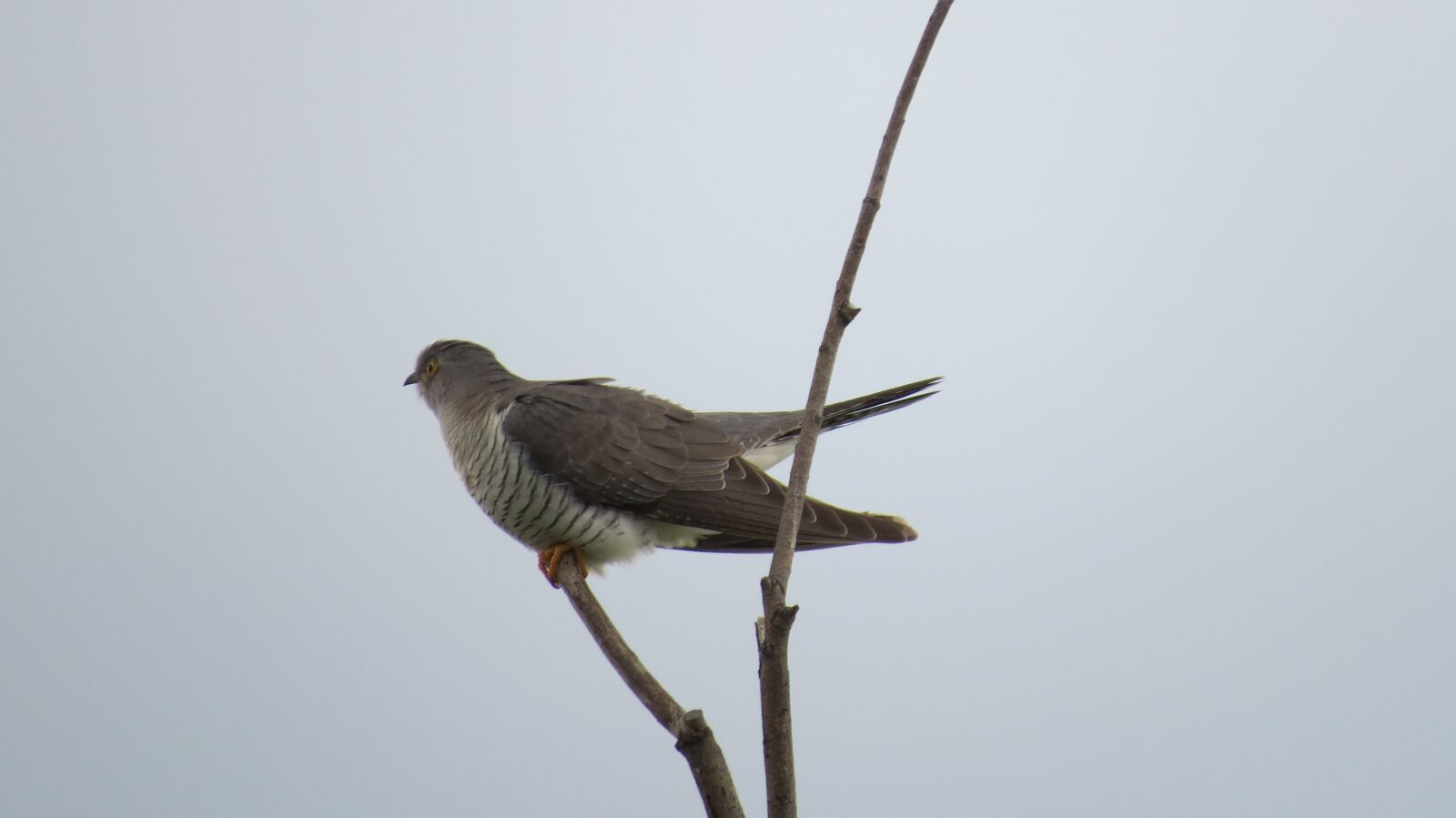 Canon PowerShot SX50 HS sample photo. Bird, cuckoo, wild photography