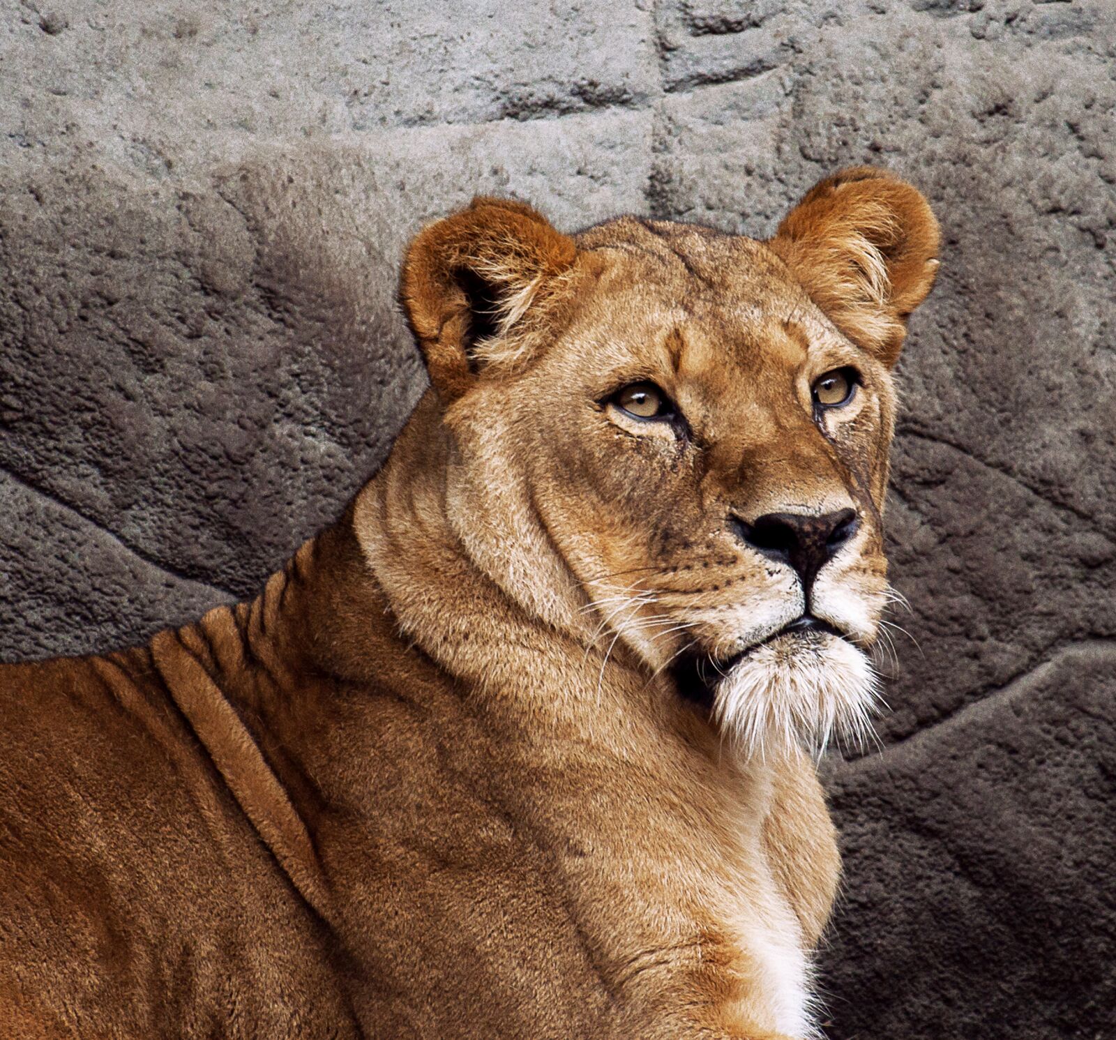 Canon EOS 50D + Canon EF-S 55-250mm F4-5.6 IS STM sample photo. Lioness, lion, mammal photography