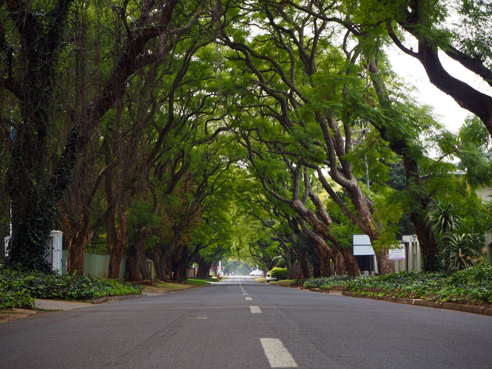 Olympus OM-D E-M10 II sample photo. Street, trees, johannesburg photography