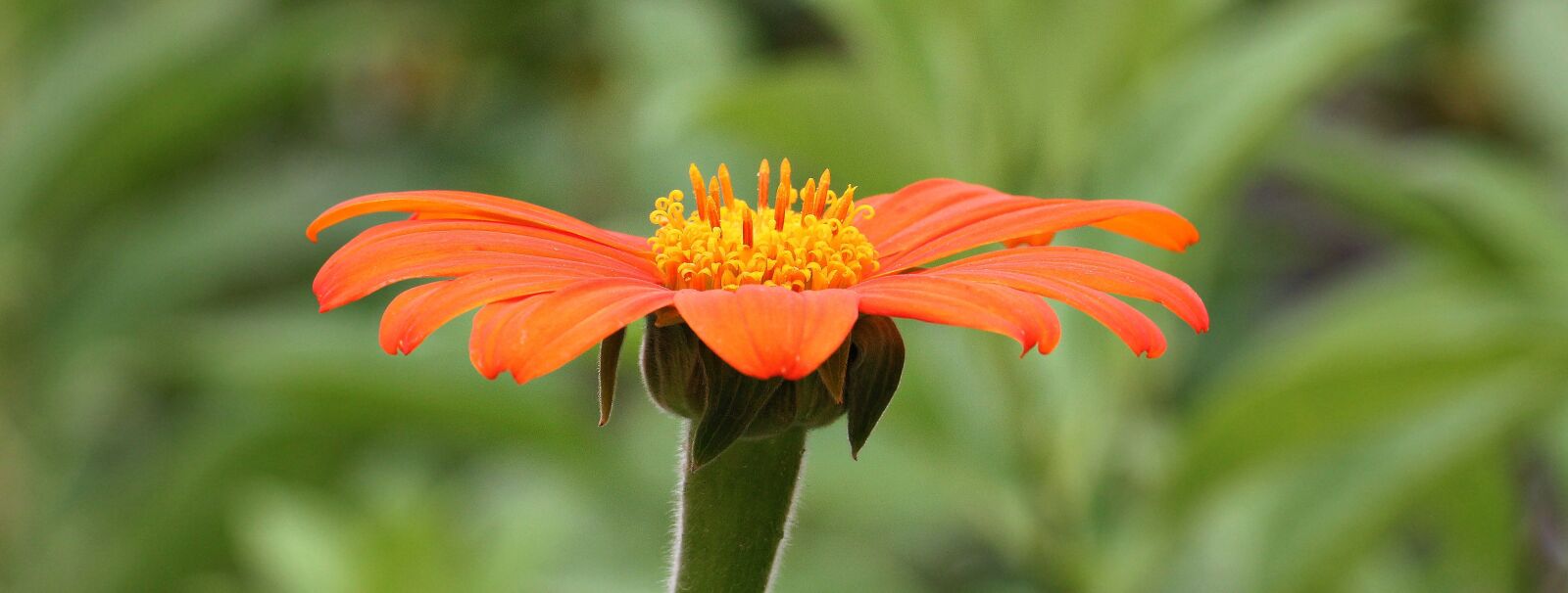 Canon EOS 550D (EOS Rebel T2i / EOS Kiss X4) sample photo. Flower, orange, orange flowers photography