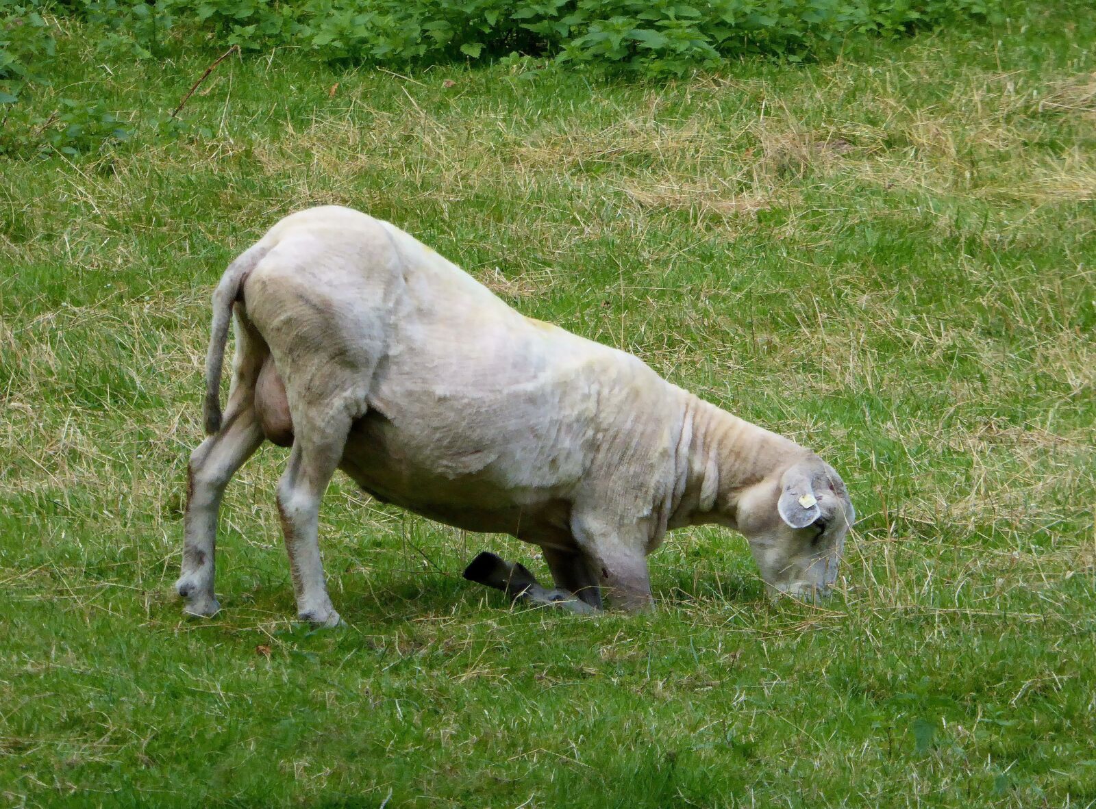 Panasonic DMC-TZ61 sample photo. Sheep, graze, shorn photography