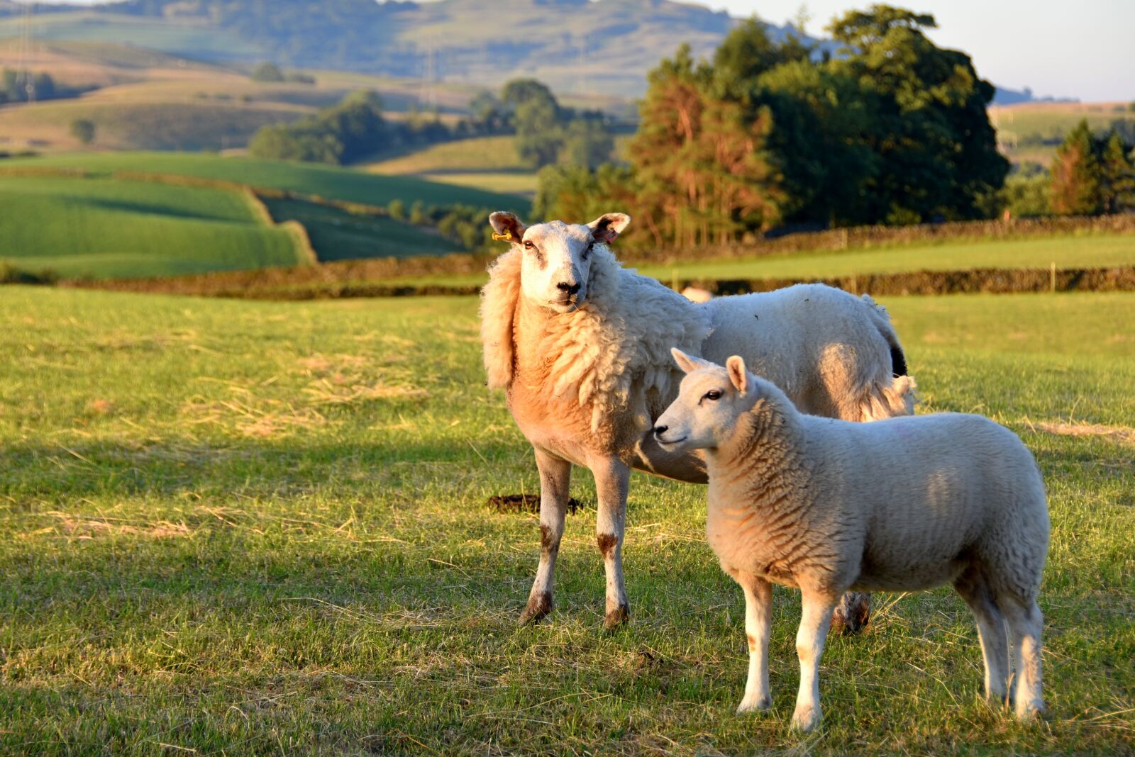 Nikon D7200 sample photo. Sheep, meadow, lambs photography