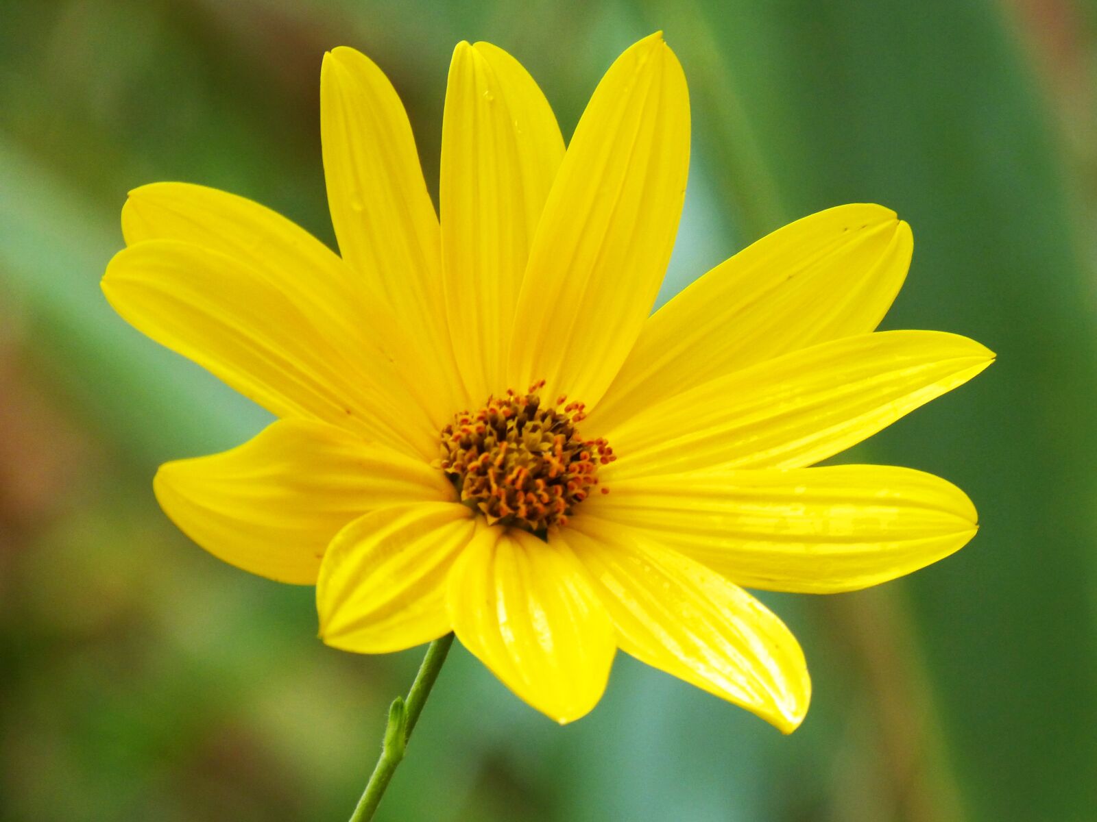 Panasonic DMC-FZ62 sample photo. Flower, yellow flower, yellow photography