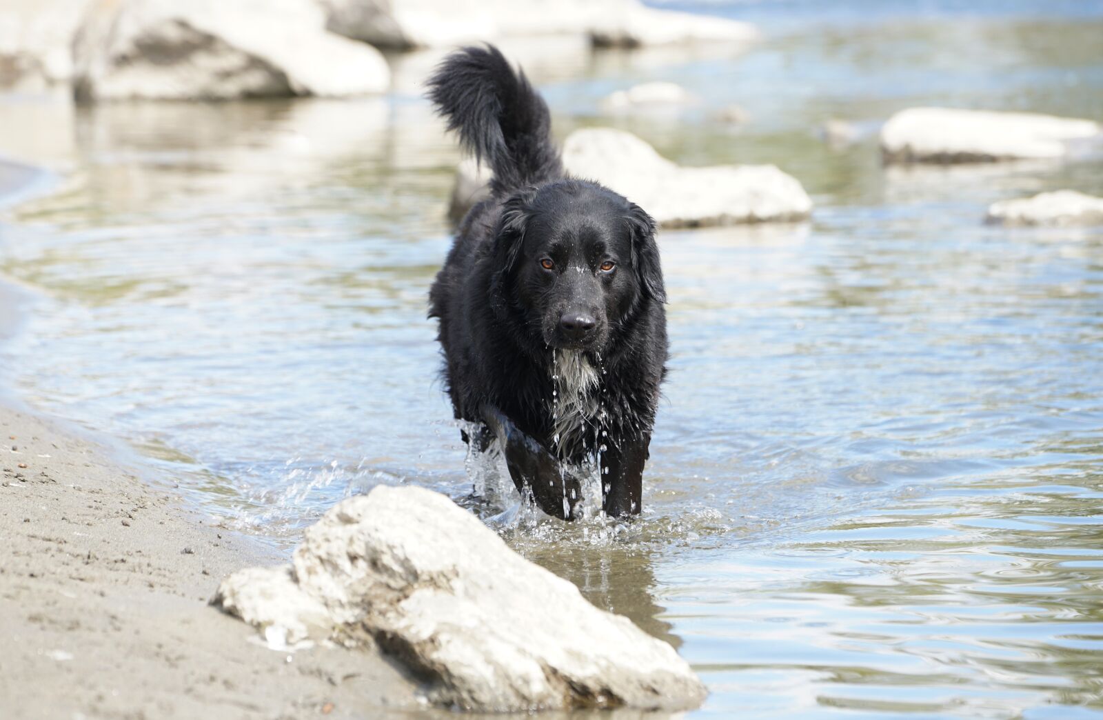Sony a7 II + Sony FE 70-200mm F4 G OSS sample photo. Animals, dog, fun photography