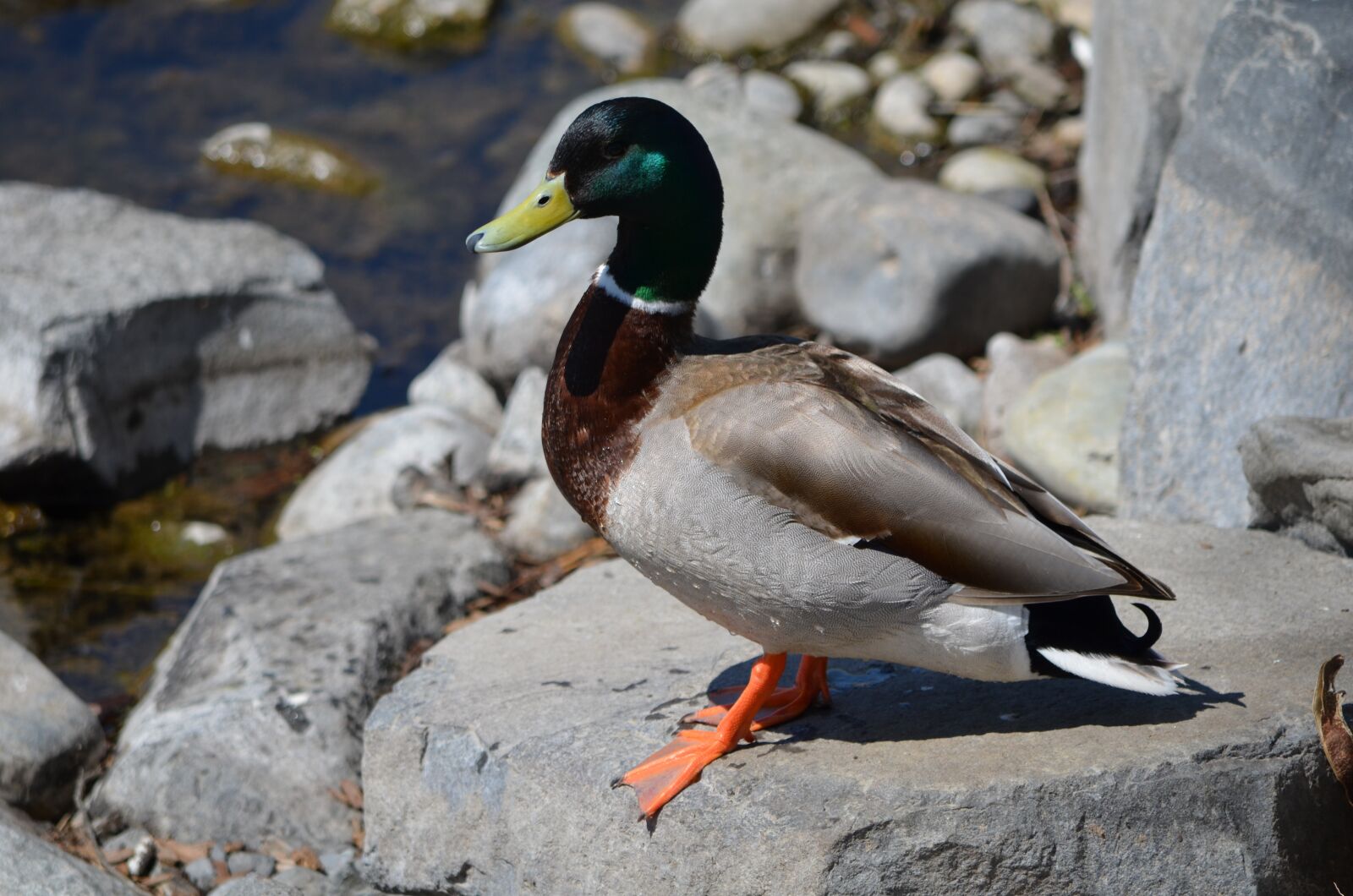 Nikon D5100 sample photo. Mallard, duck, pond photography