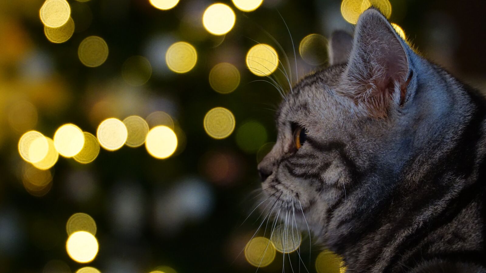 Sony a6000 + Sony E PZ 18-105mm F4 G OSS sample photo. Animal, christmas, cat photography